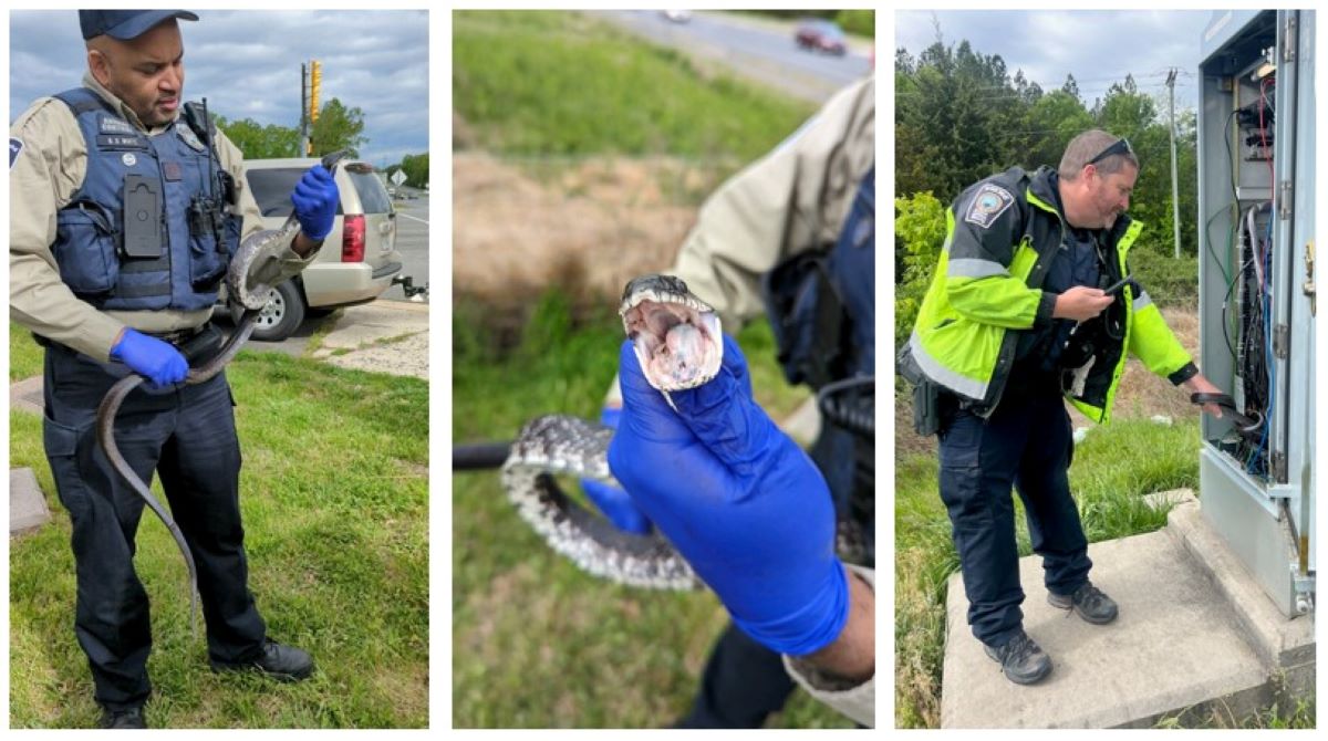 “Large” snake stops traffic after cutting power to Virginia intersection