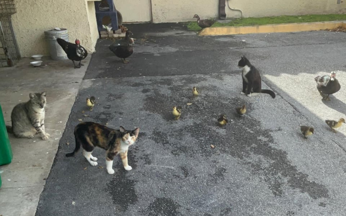Florida Man Stumbles Upon 'Weird Cat and Duck Society' Newsweek