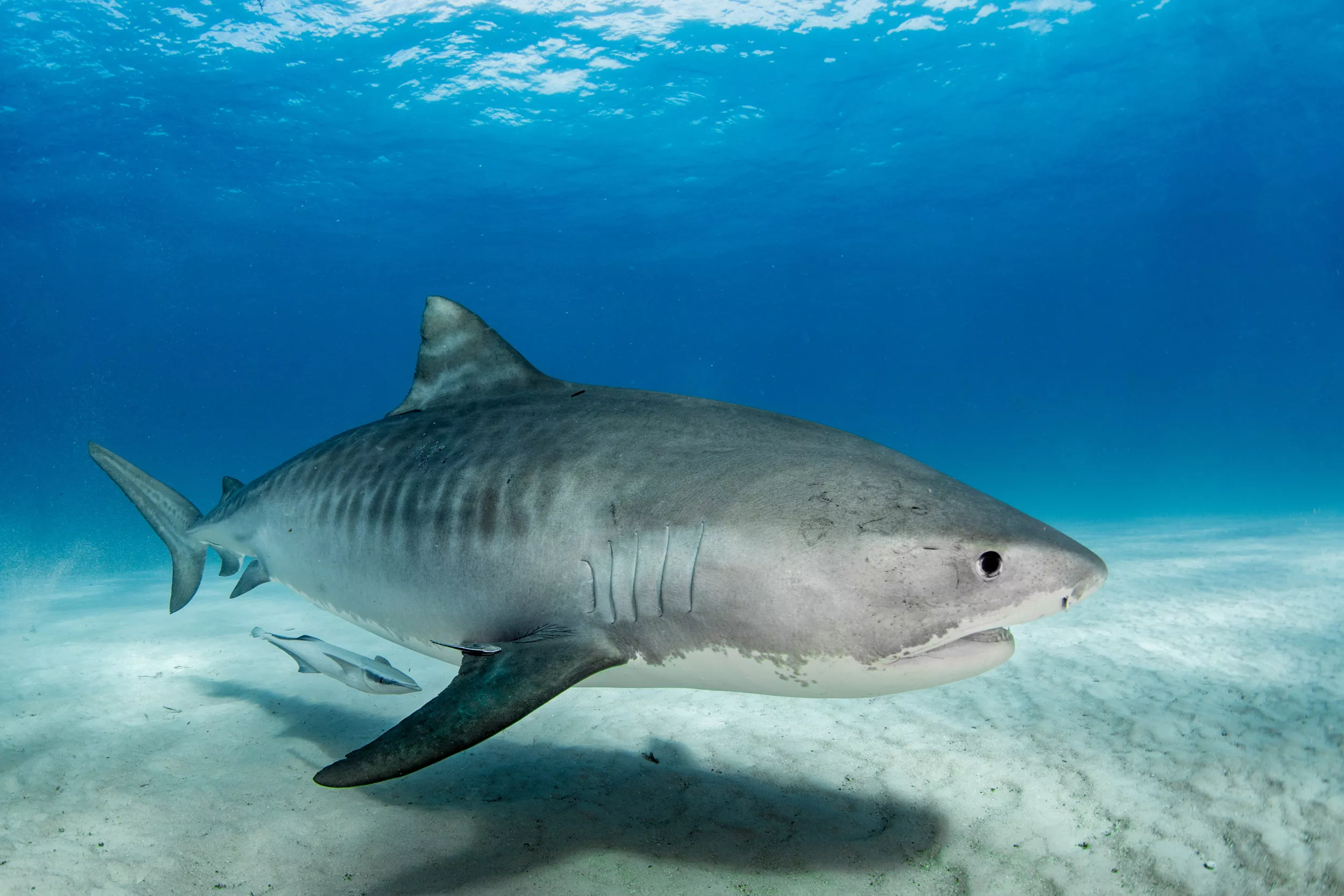 Hawaii Sees Tiger Shark Numbers Increase After Spate of Attacks - Vimarsana News