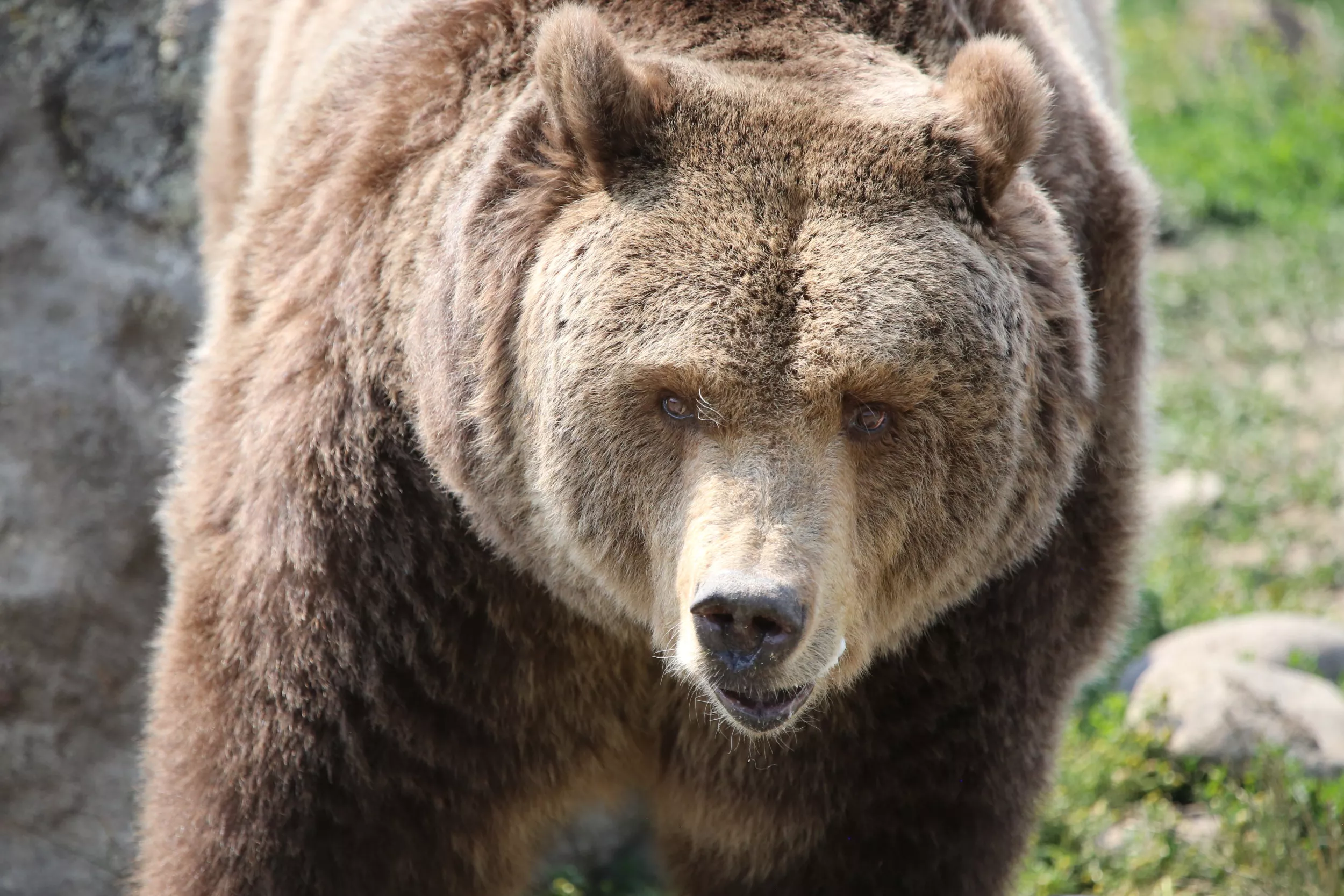 Large Grizzly Bear Shot Dead Near Yellowstone, Sparking Outrage - Vimarsana News
