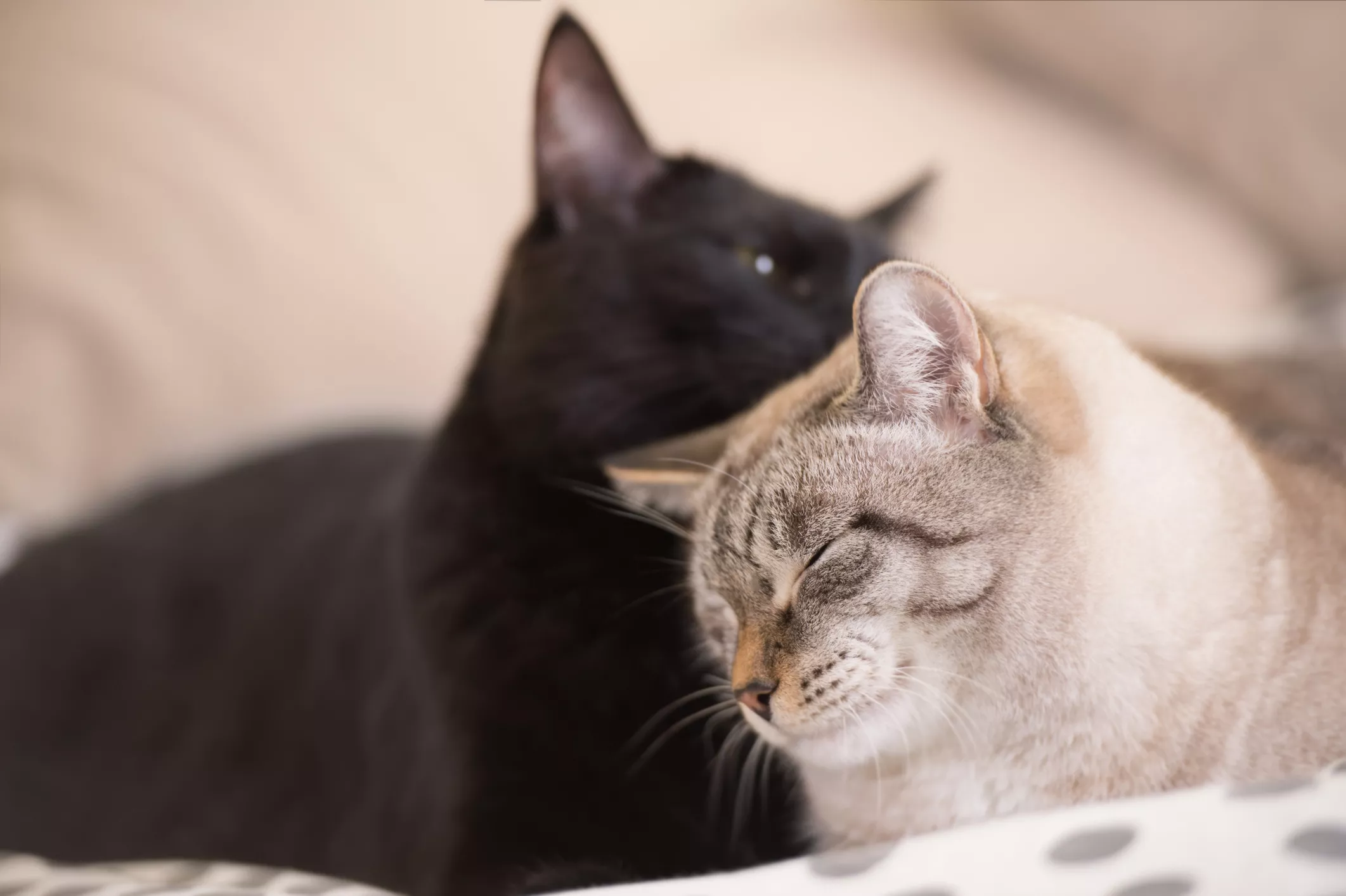 Male Cat Staying by Mom's Side During Birth Hailed as 'Baby Daddy Goals' - Vimarsana News