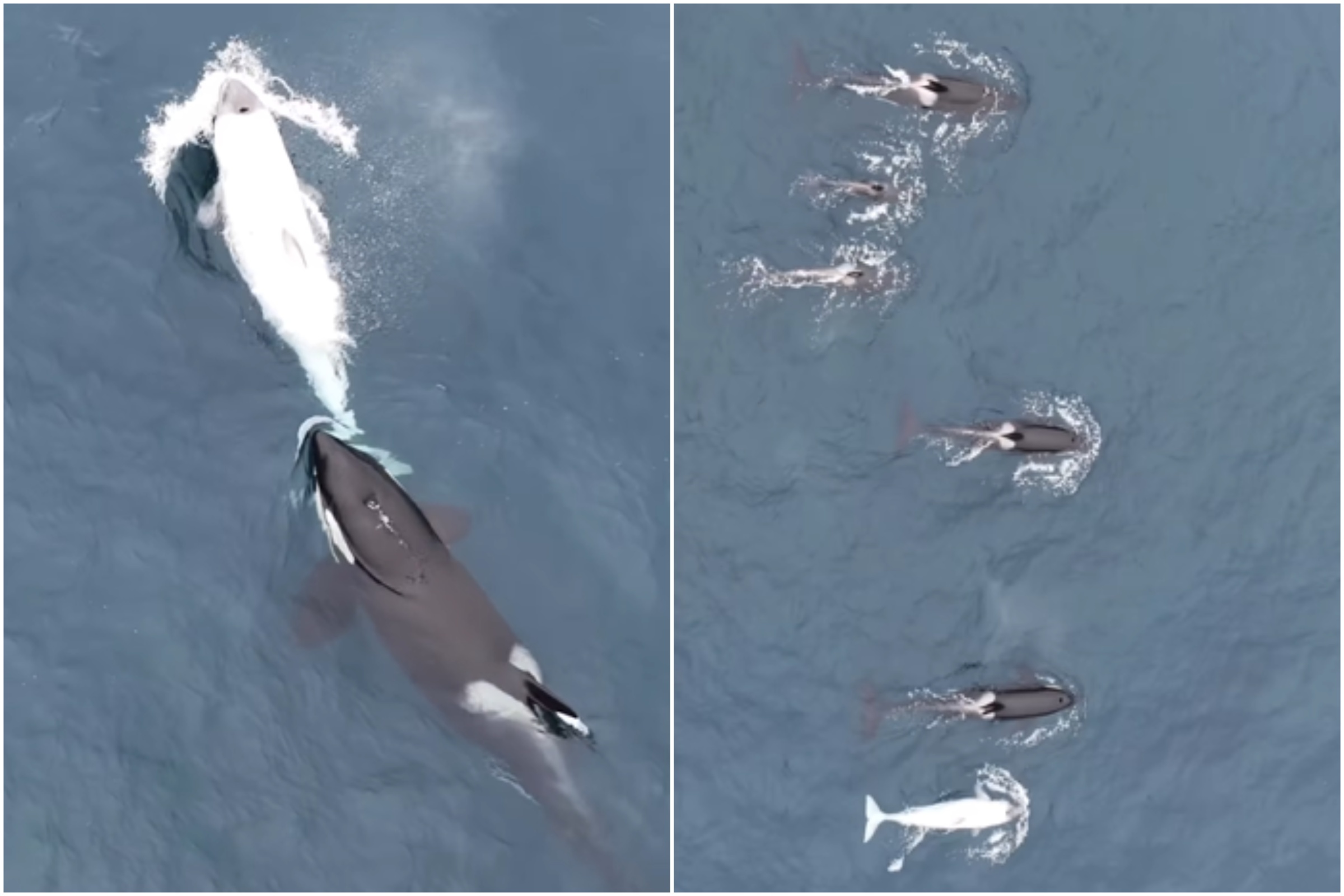 California Man Films Rare White Killer Whale Named The Ghost Orca California Man Films Rare White Killer Whale Named The Ghost Orca