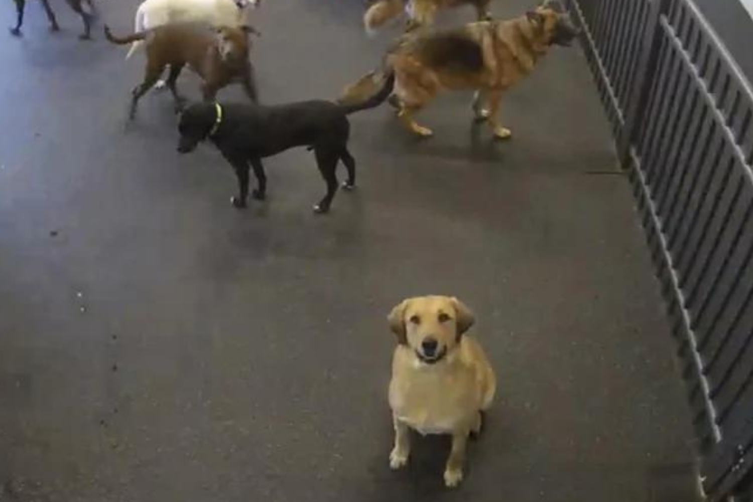 'Pick Me Up:' Owner Discovers Dog Staring at Camera at Doggy Day Care ...