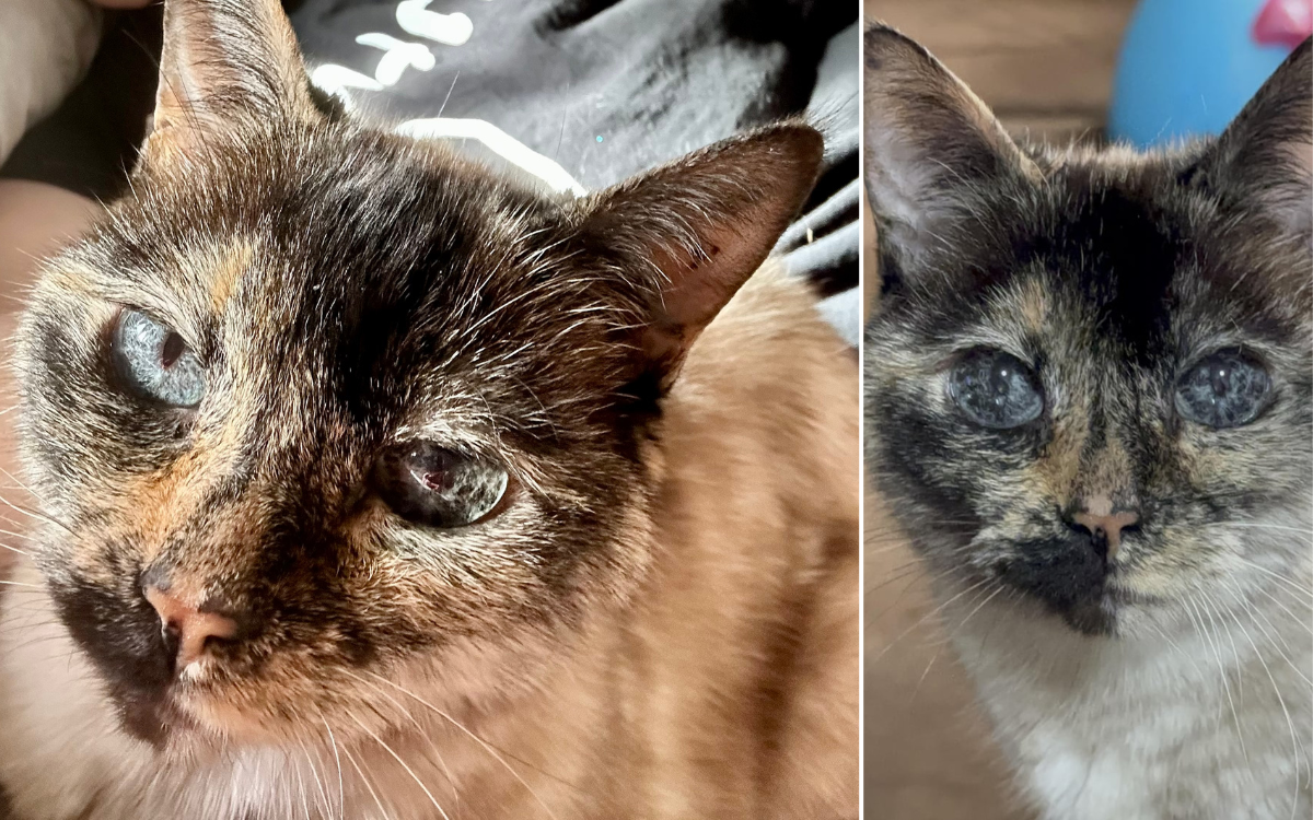 mystery-surrounds-cat-s-mesmerizing-eyes-never-seen-another-one-like