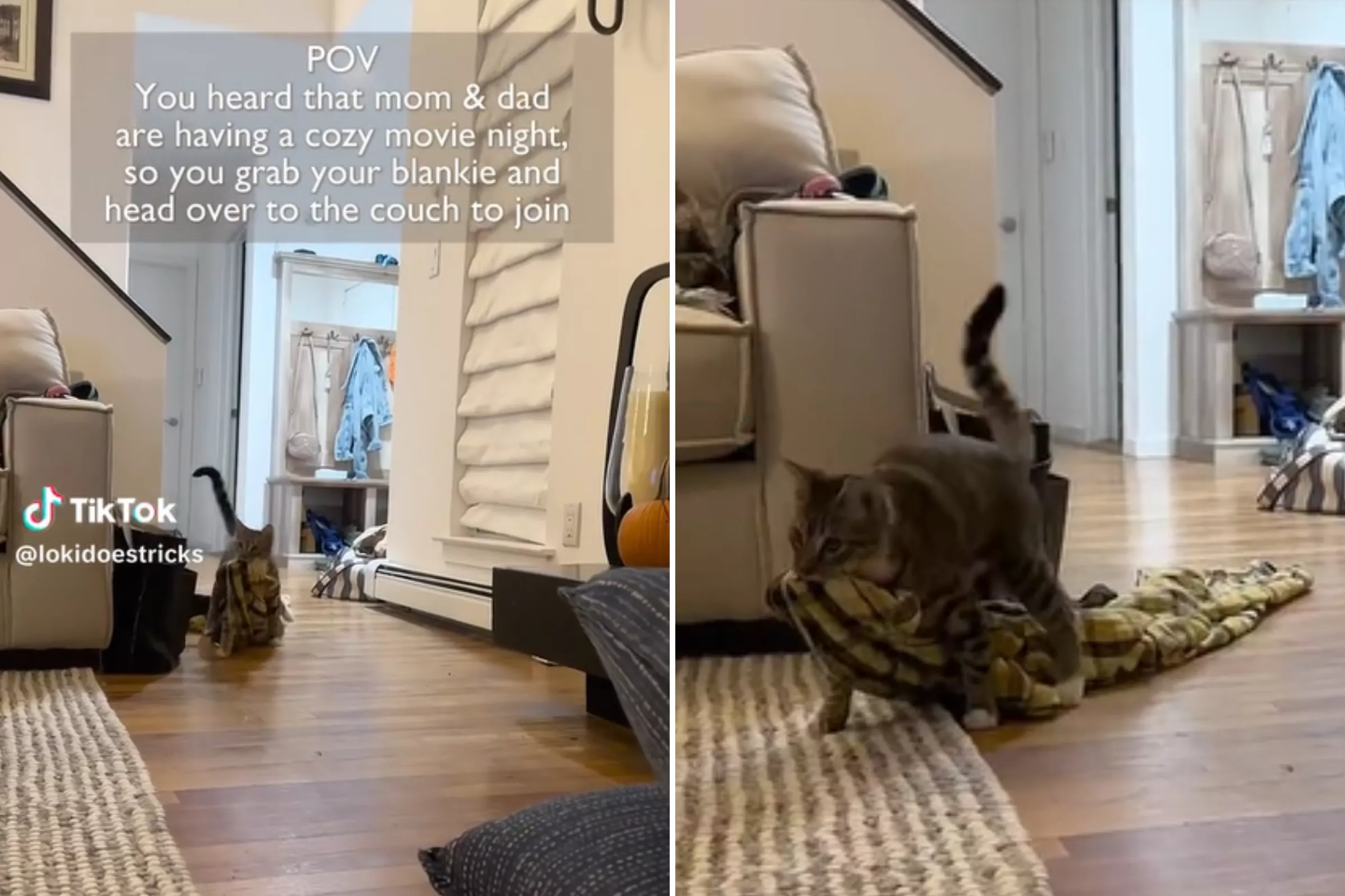 Cat Drags His Blanket to the Couch To Join Owners' Movie Night: 'Ready' - Vimarsana News