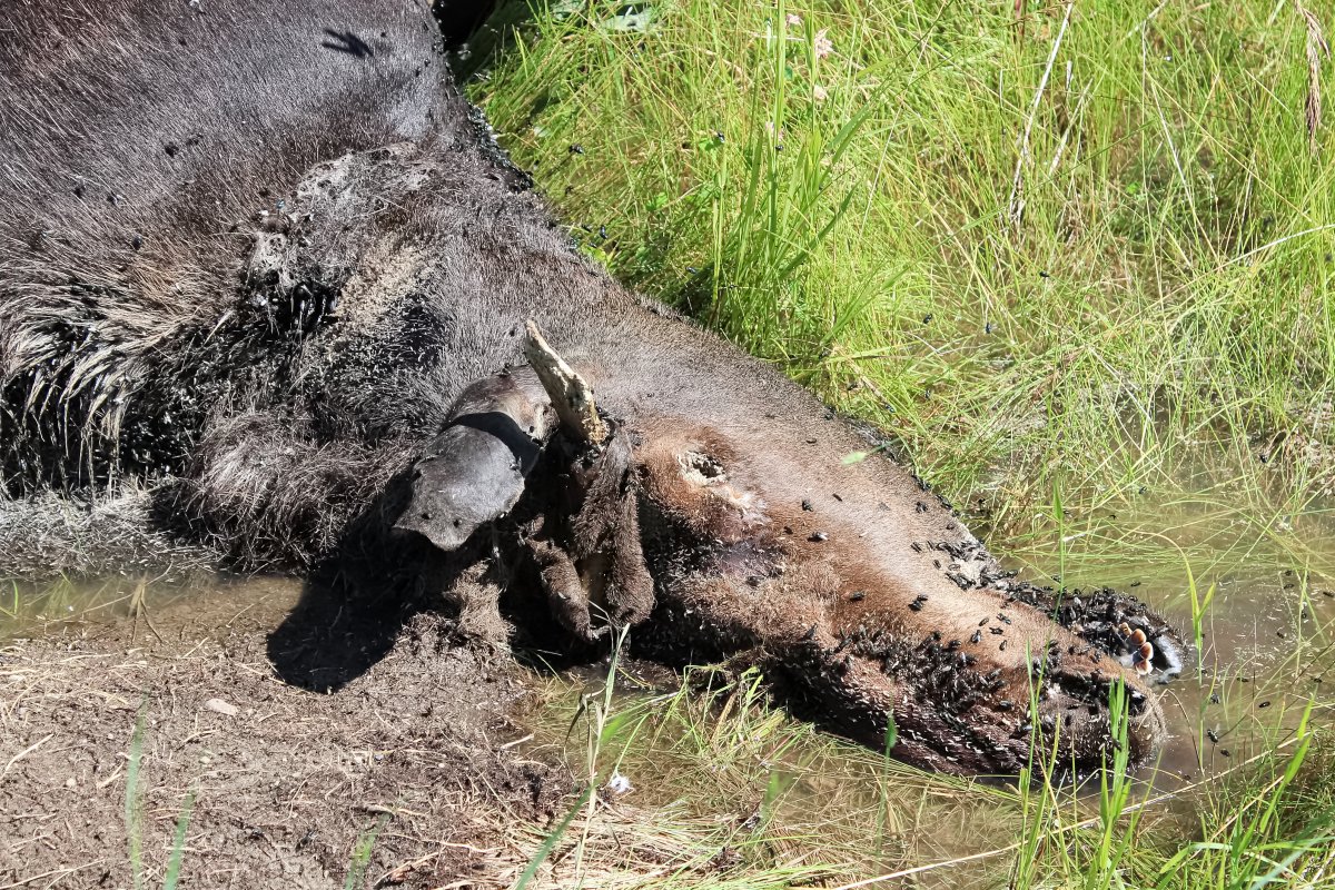 dead moose decomposition