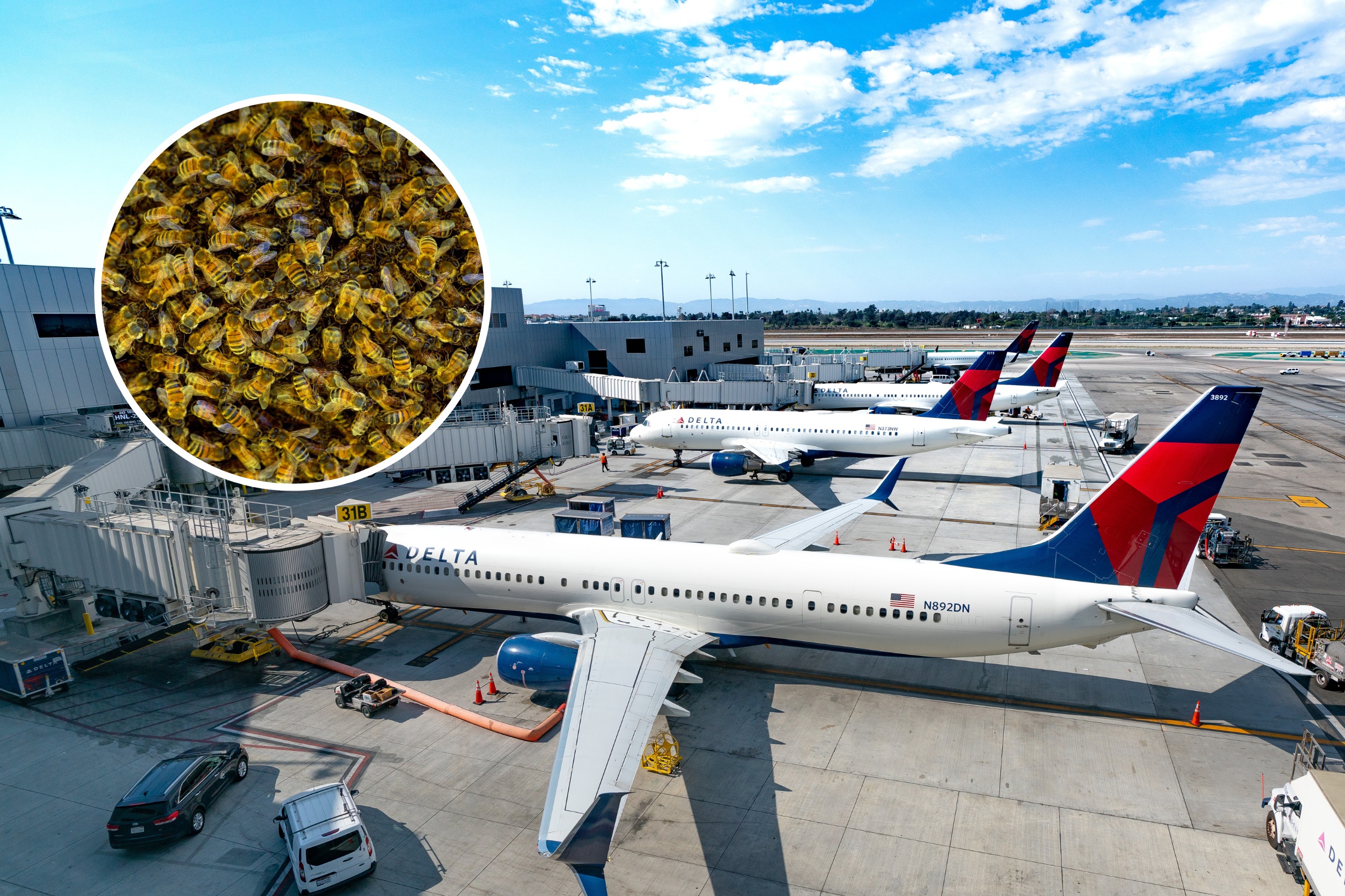 Rare Swarm of Bees on Plane Grounds Flight 