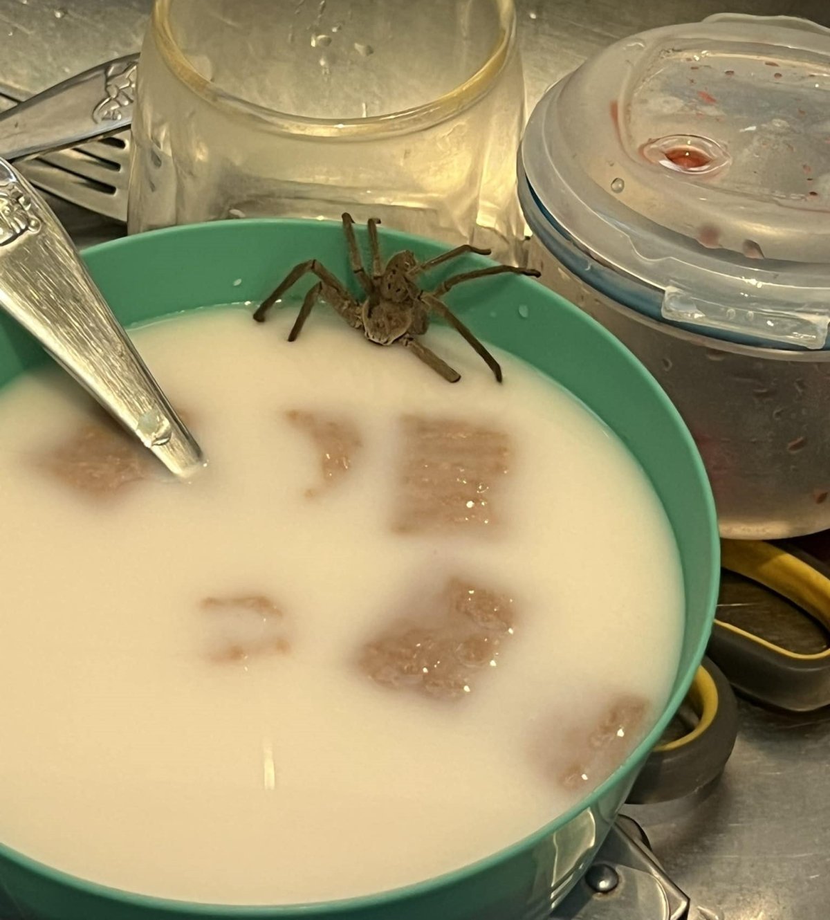 Spider in cereal