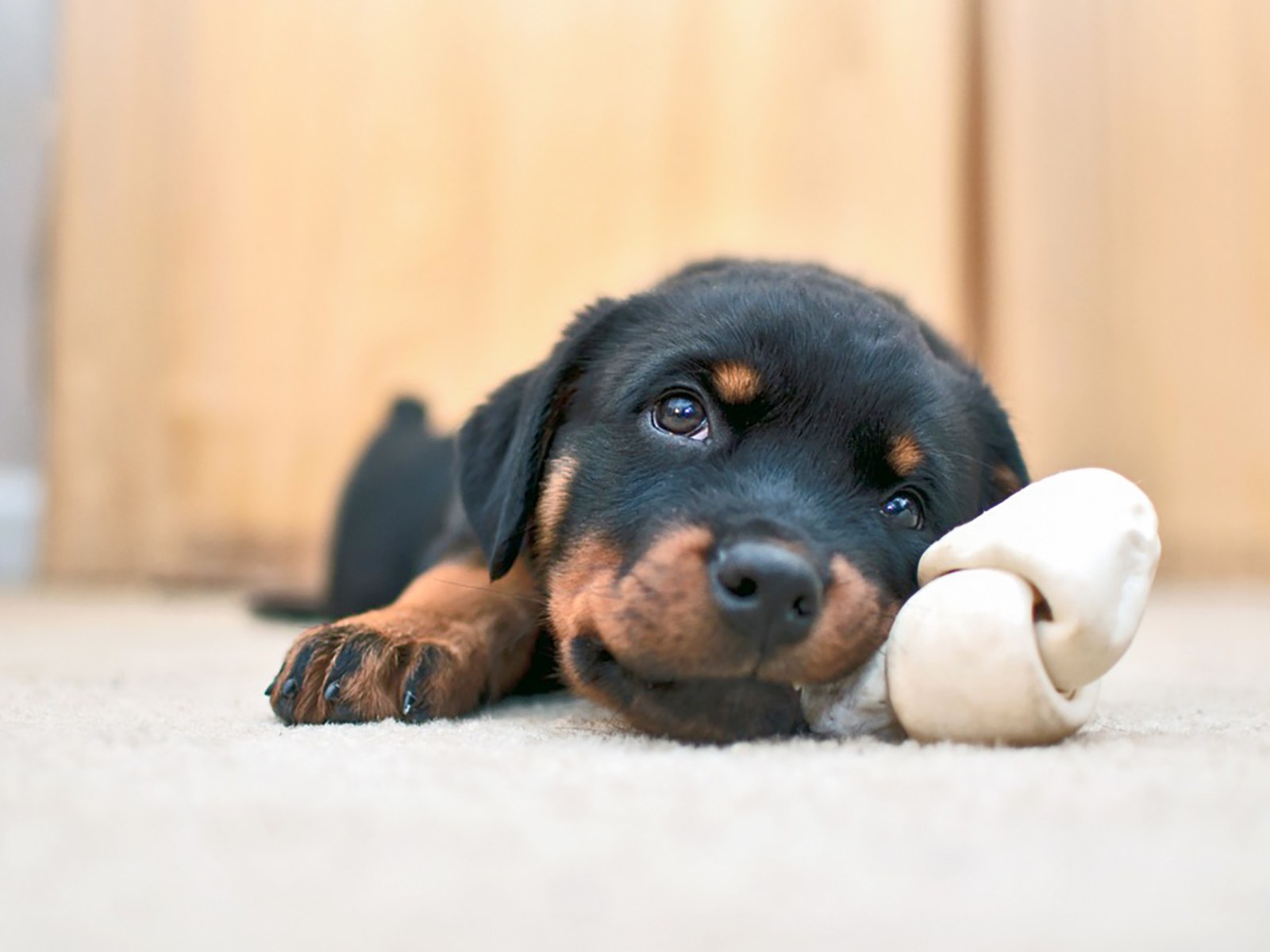 Rottweiler'S Reaction To First Day Of Puppy Class Delights Viewers