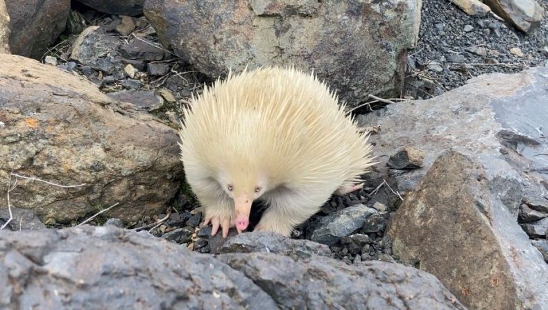 Raffie the white echidna on rocks