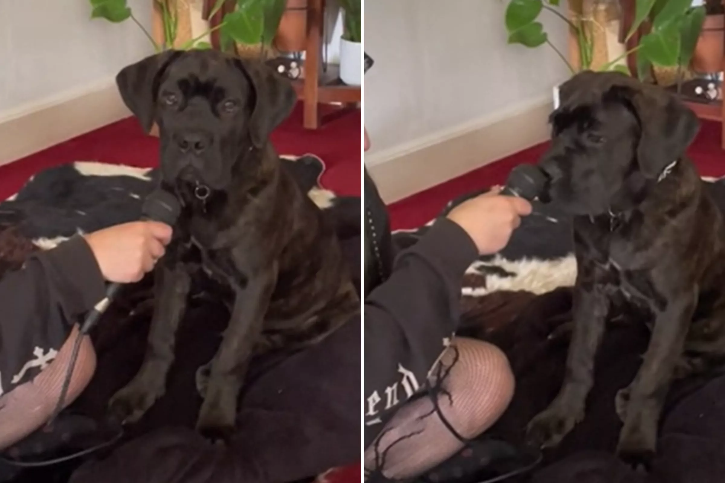 Cane Corso Puppy Gets His Own 'Mic Check' During Owner's Band Practice - Vimarsana News