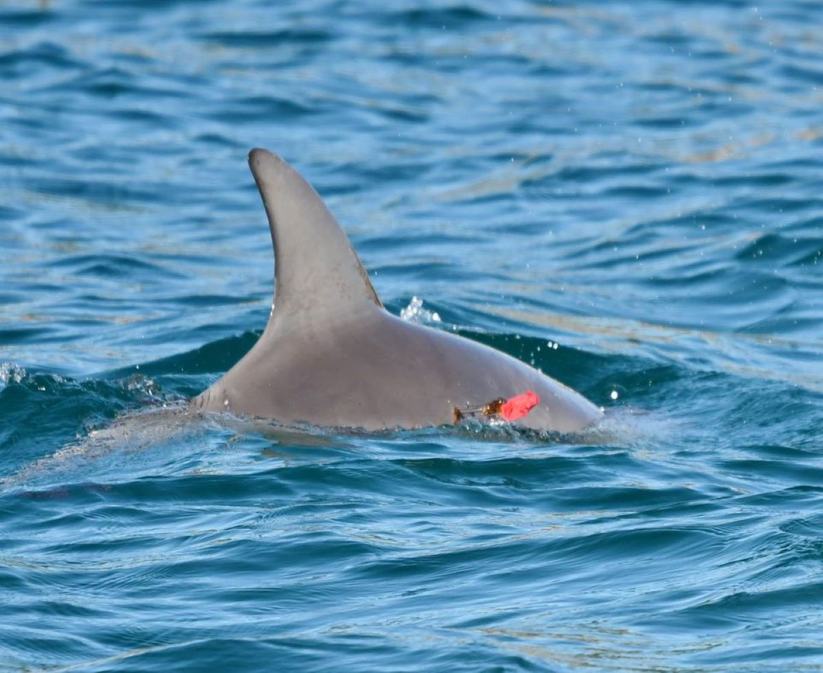 Dolphin Calf Bliss Found With Spear In Side Saved Newsweek