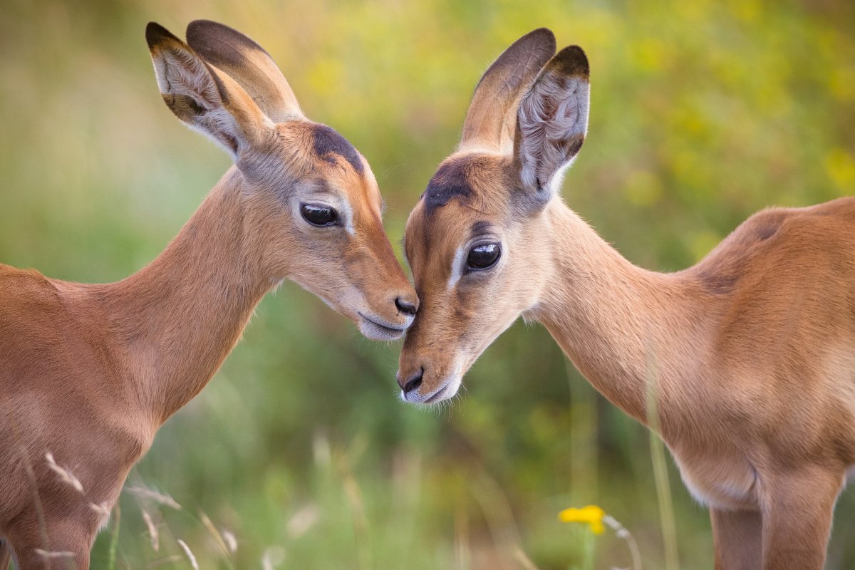 Do Deer Mourn Their Dead? Unveiling Wildlife Emotions