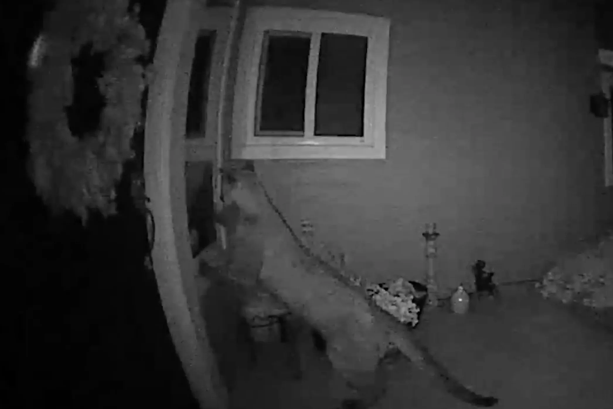 Mountain Lion Caught Peering Into California Home in Chilling CCTV Footage - Vimarsana News