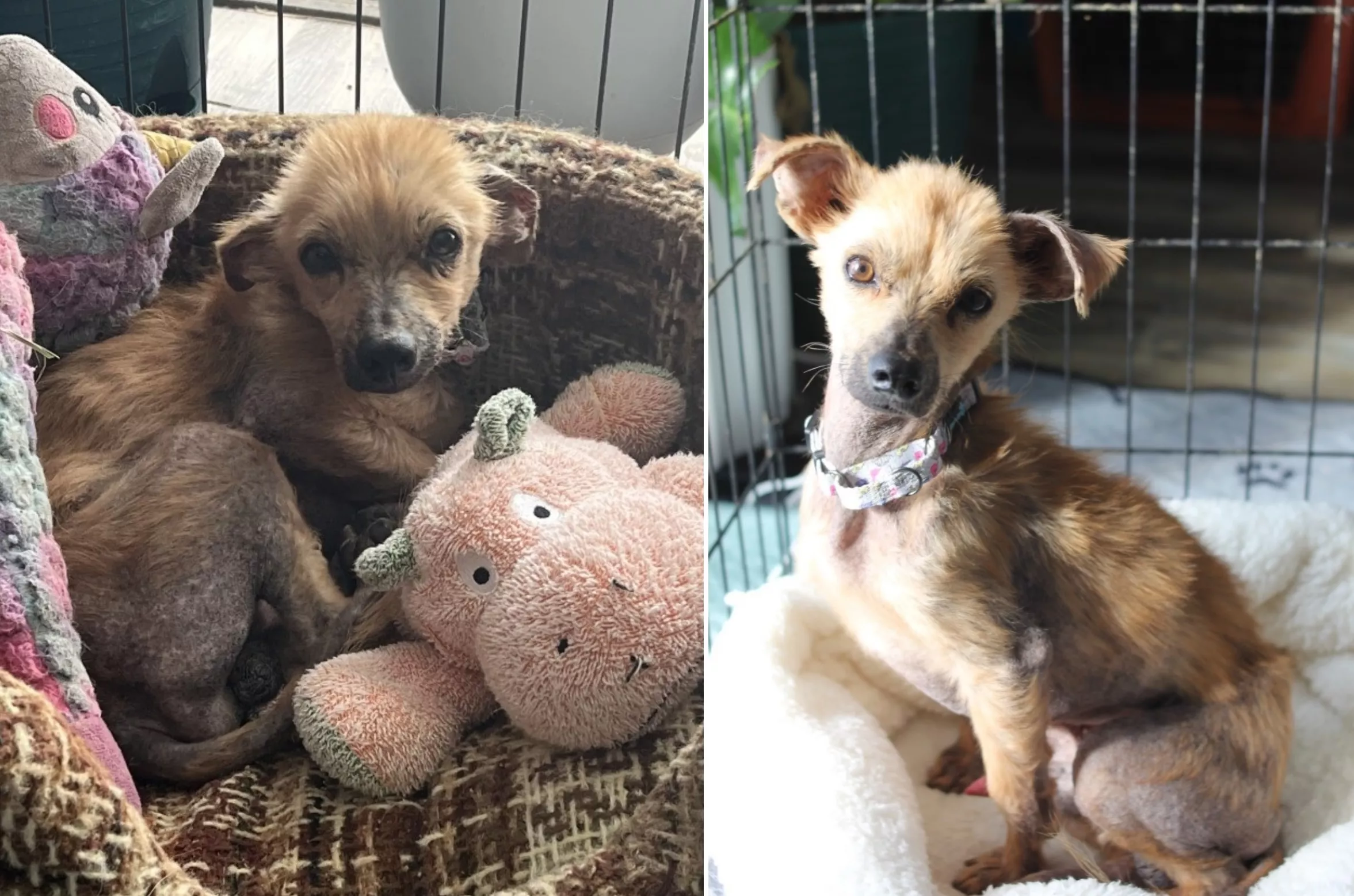 Watch 'Nervous, Shaky' Rescue Dog Learning to Accept Love - Vimarsana News