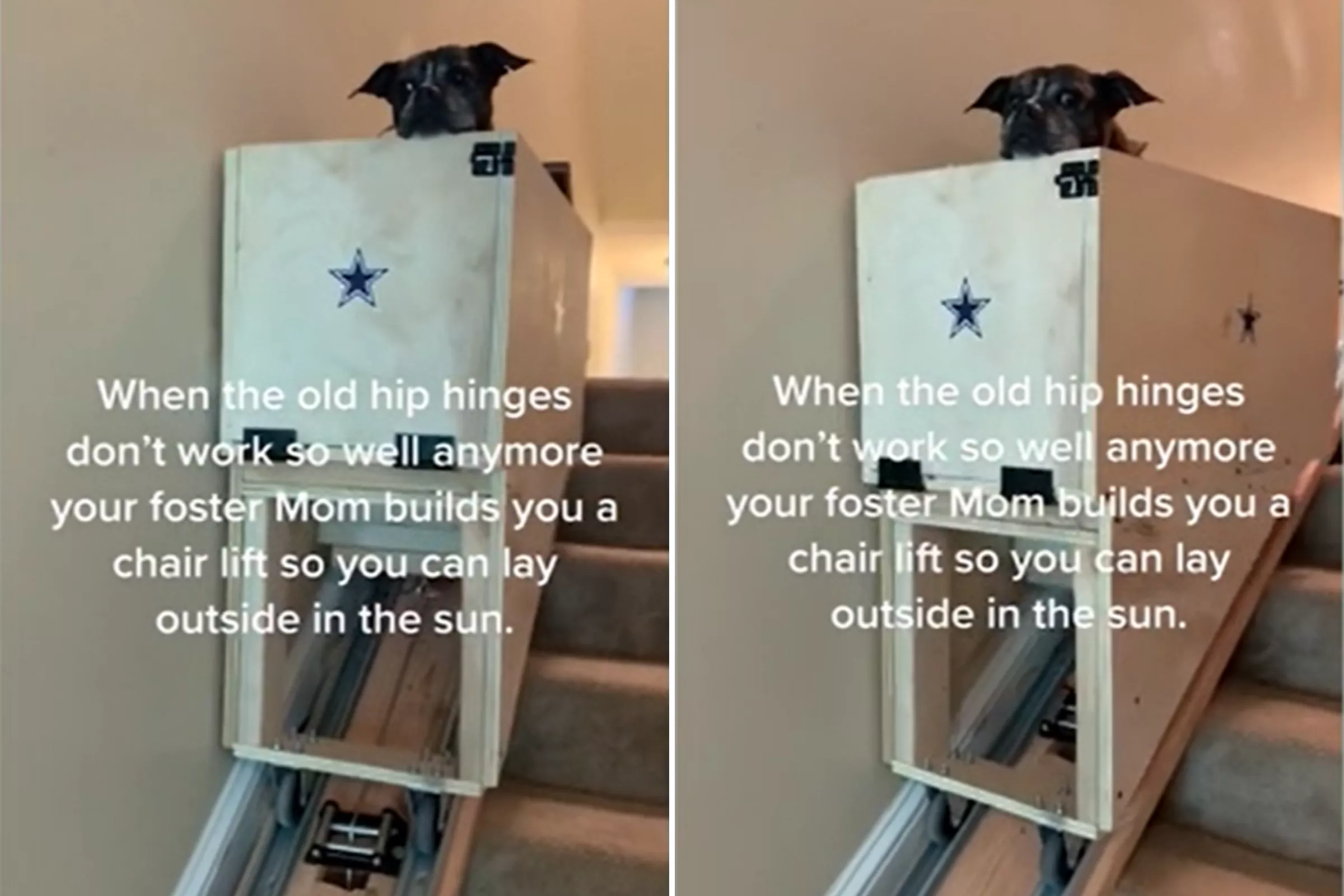 Arthritic Senior Dog Saved From Euthanasia Gets Adorable Stair Lift - Vimarsana News