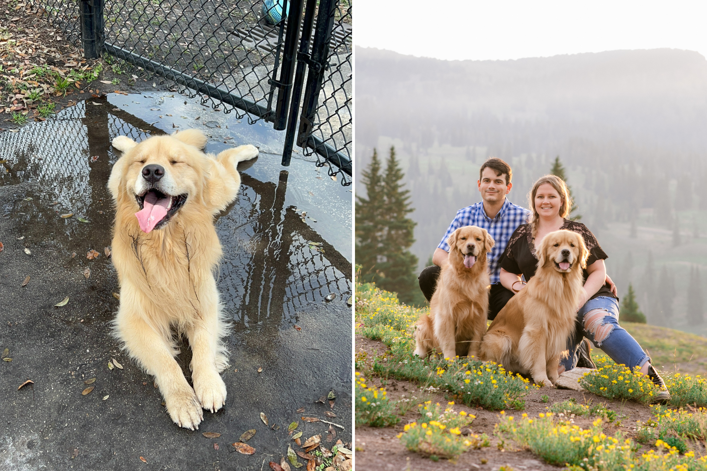 Hearts Melt Over Golden Retriever Puppy Rushing To Perform His Tricks