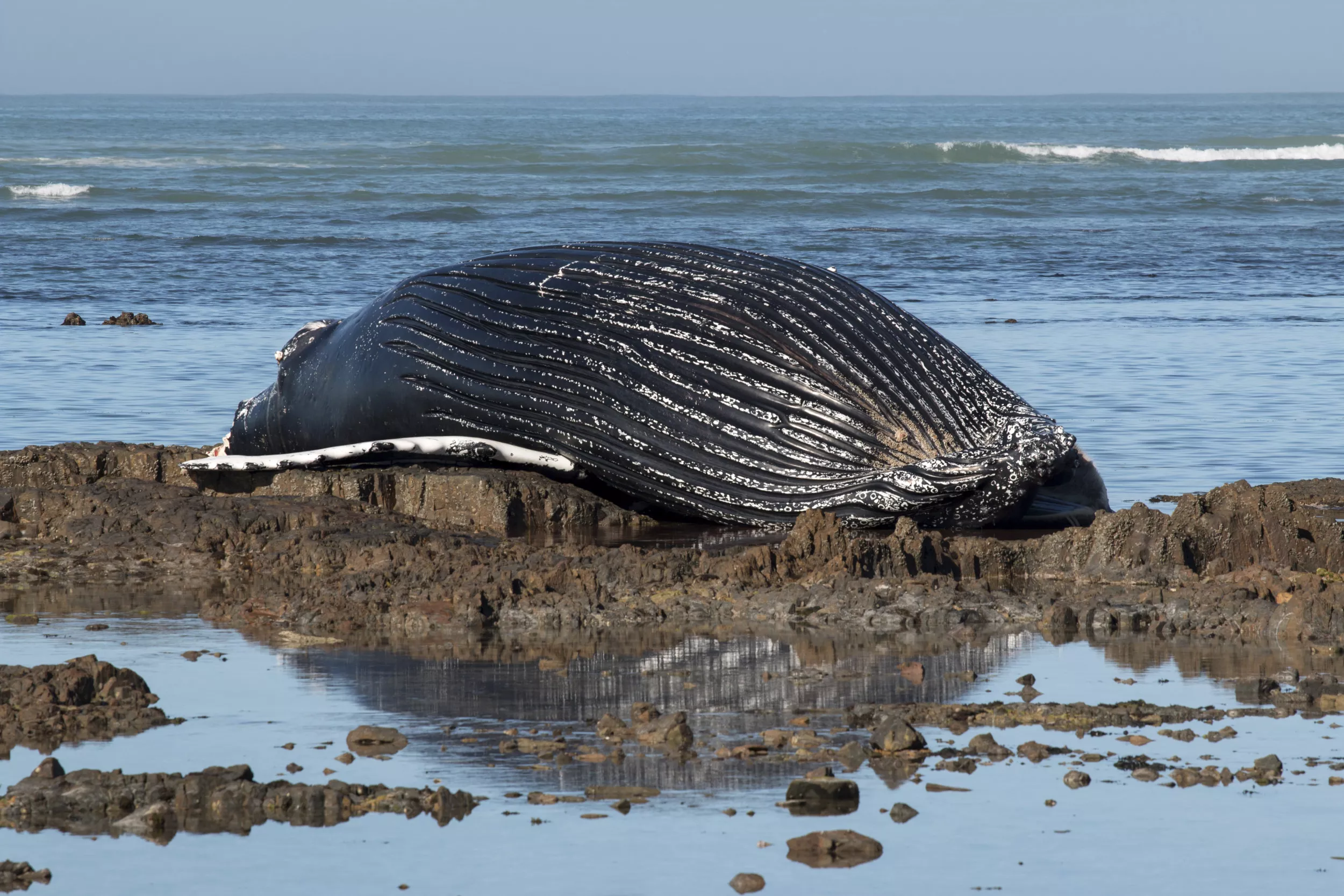 Did Humpback Whale Die After Becoming Entangled in Fishing Gear? - Vimarsana News