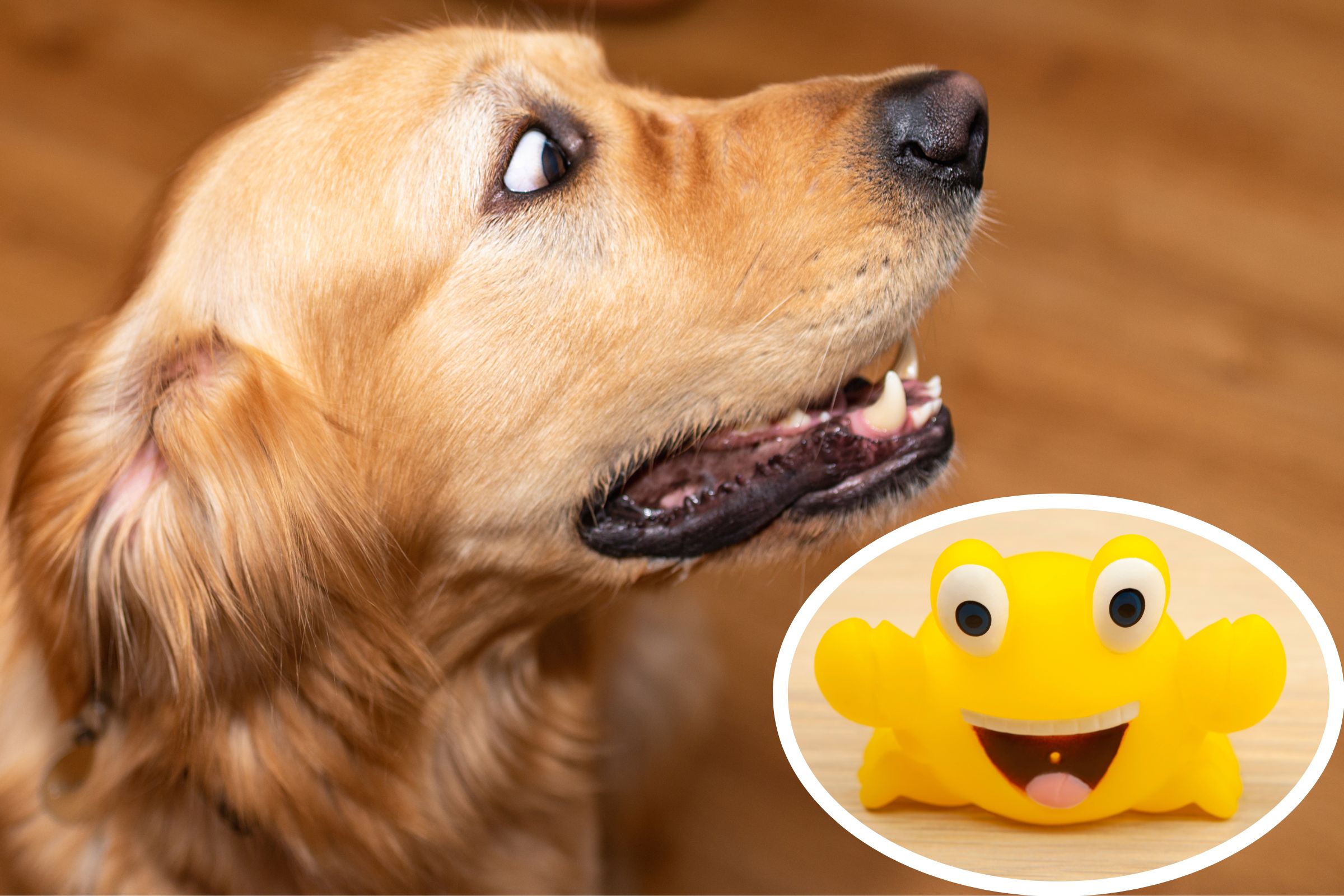 Internet Left in Hysterics by Golden Retriever Terrified of Small Crab Toy