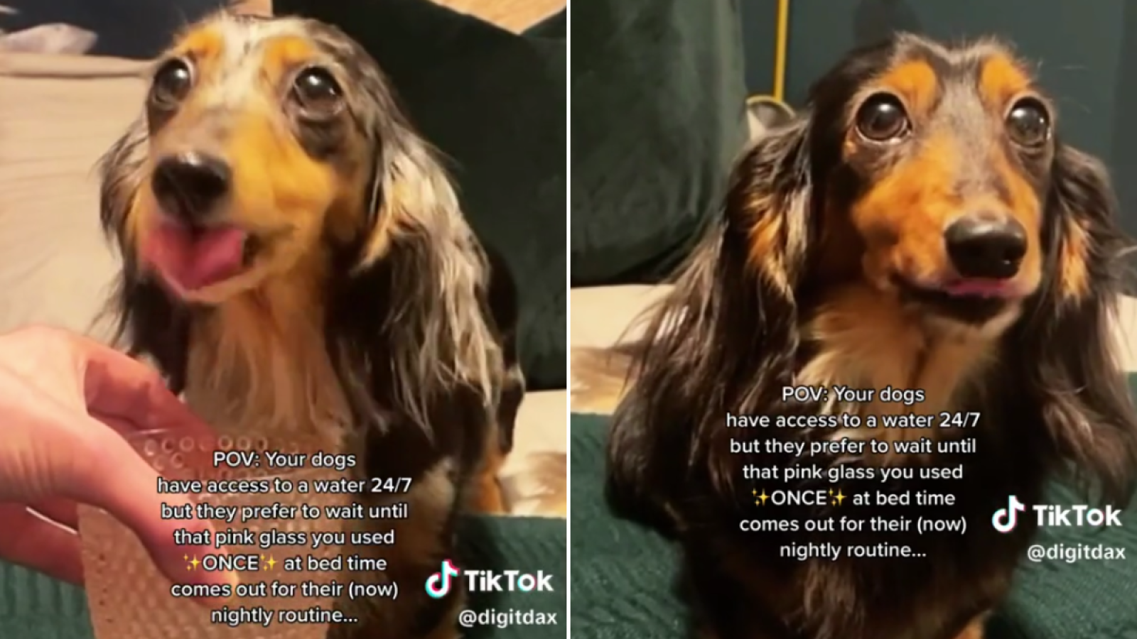 Ten waters miniature and toy deals dachshunds