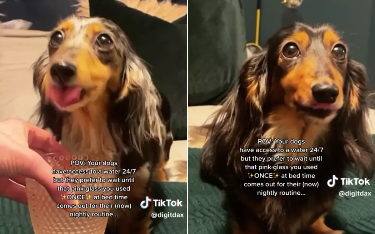 Miniature Dachshund Dogs Share 'Weird' and Very Specific Bedtime Routine - Vimarsana News