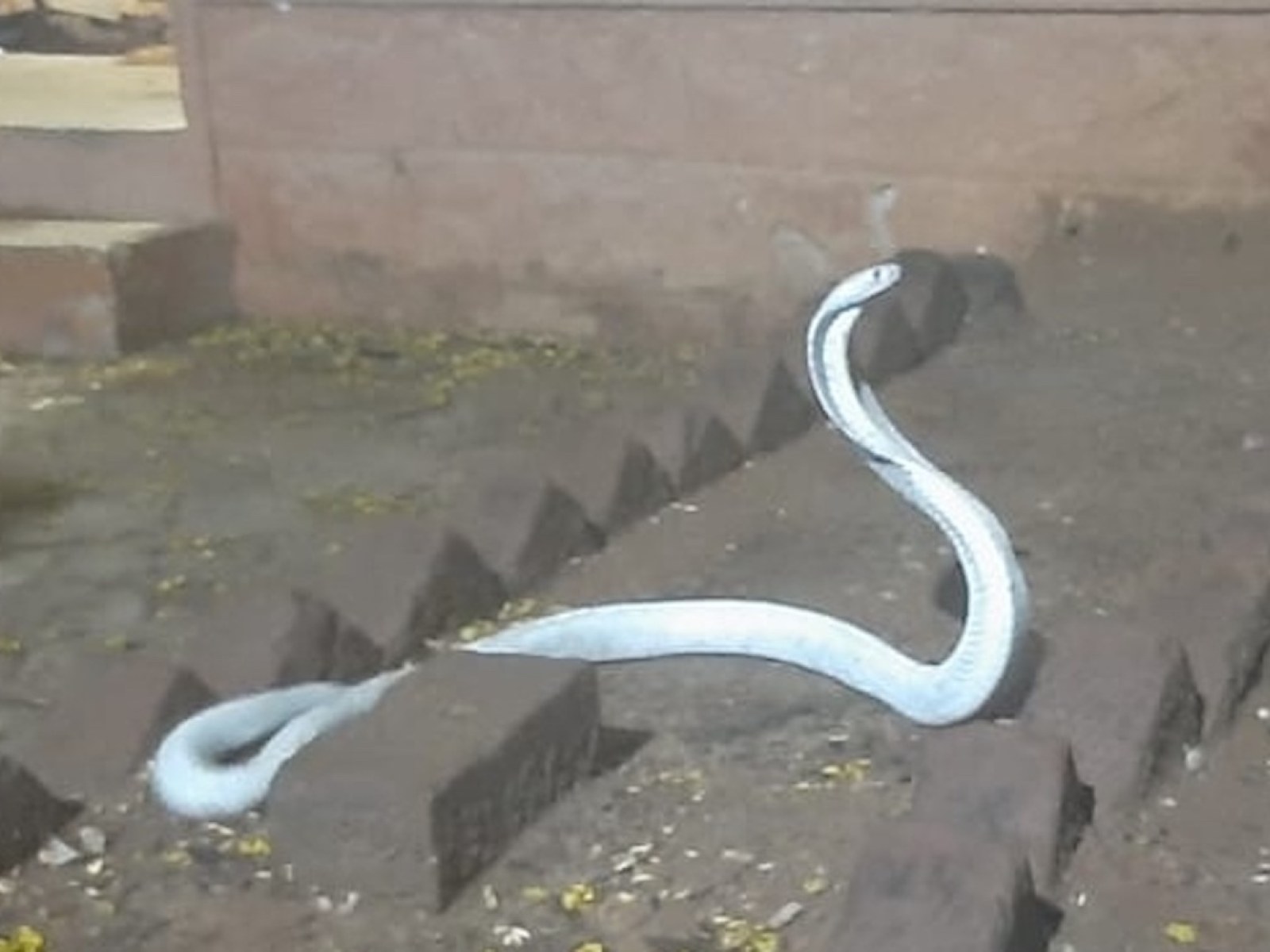Rare and Deadly 5-Foot Albino Cobra Found Inside House: 'Genetic Mutation