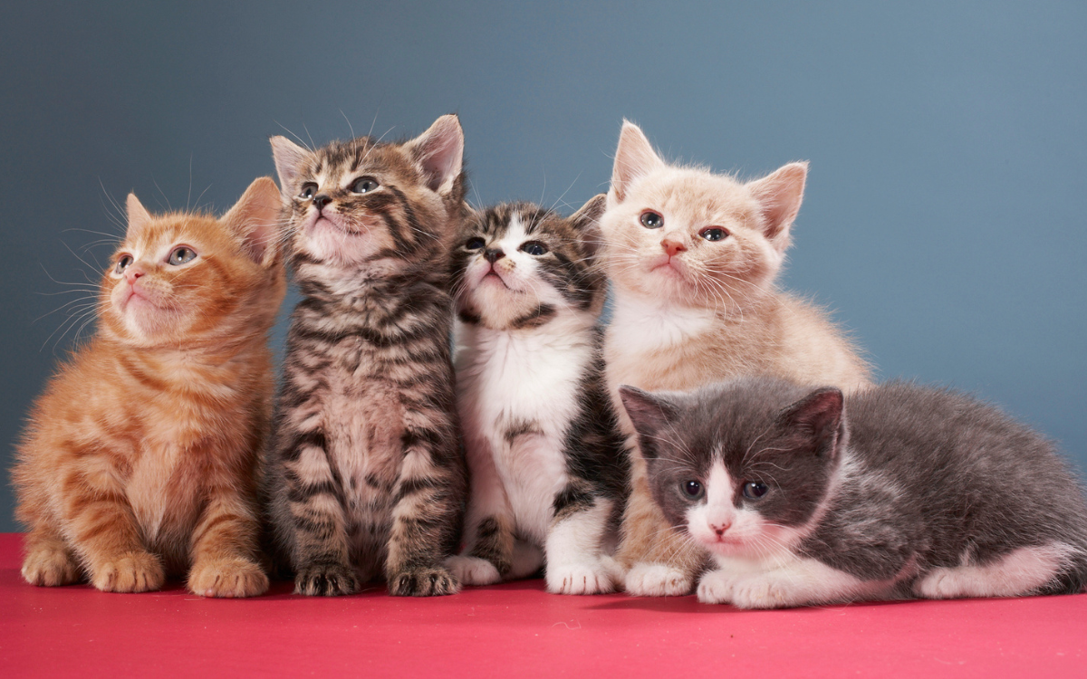 A gang of 5 kittens.