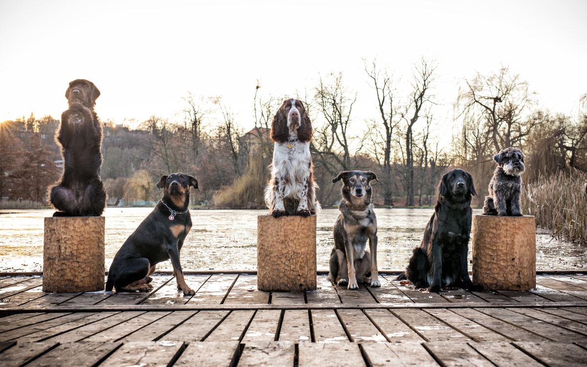 The Most Popular Dog Name In Every U S State Has Been Revealed Newsweek