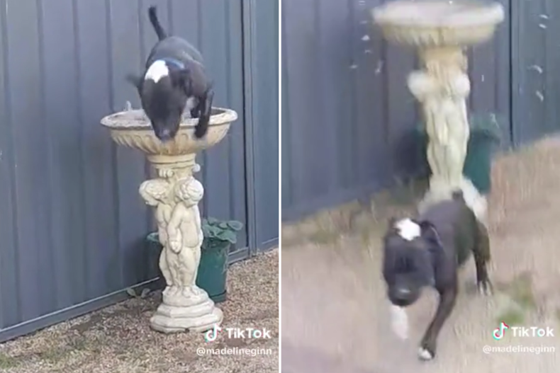 Dog Maverick jumping out of the birdbath