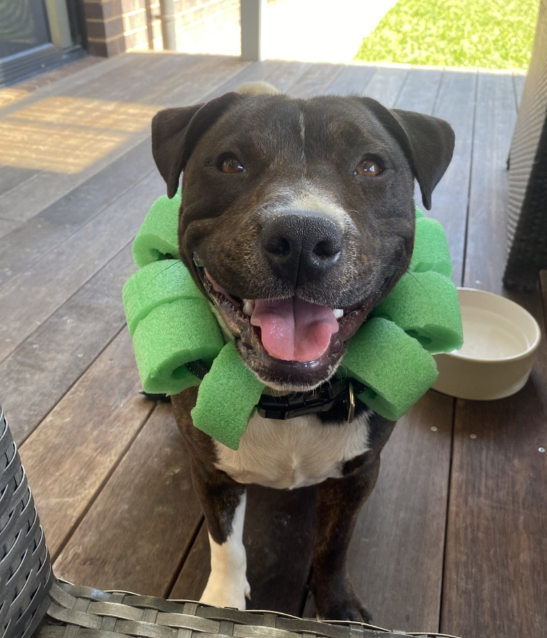 Maverick the Staffordshire bull terrier