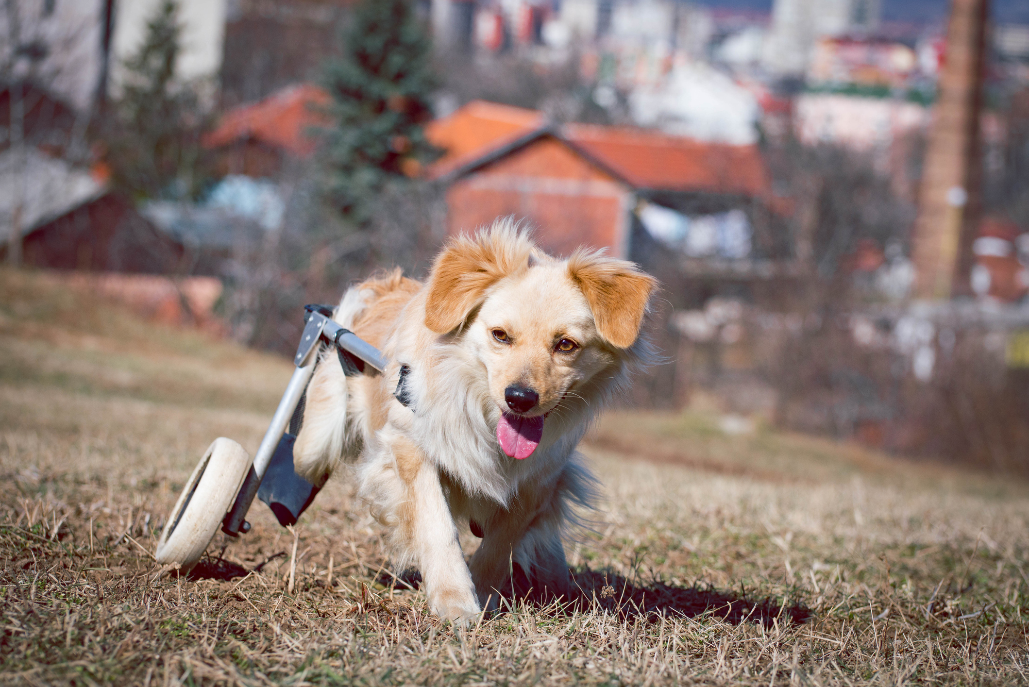 Disabled Dog's Adorable Reaction to Wheelchair Melts Hearts - Newsweek