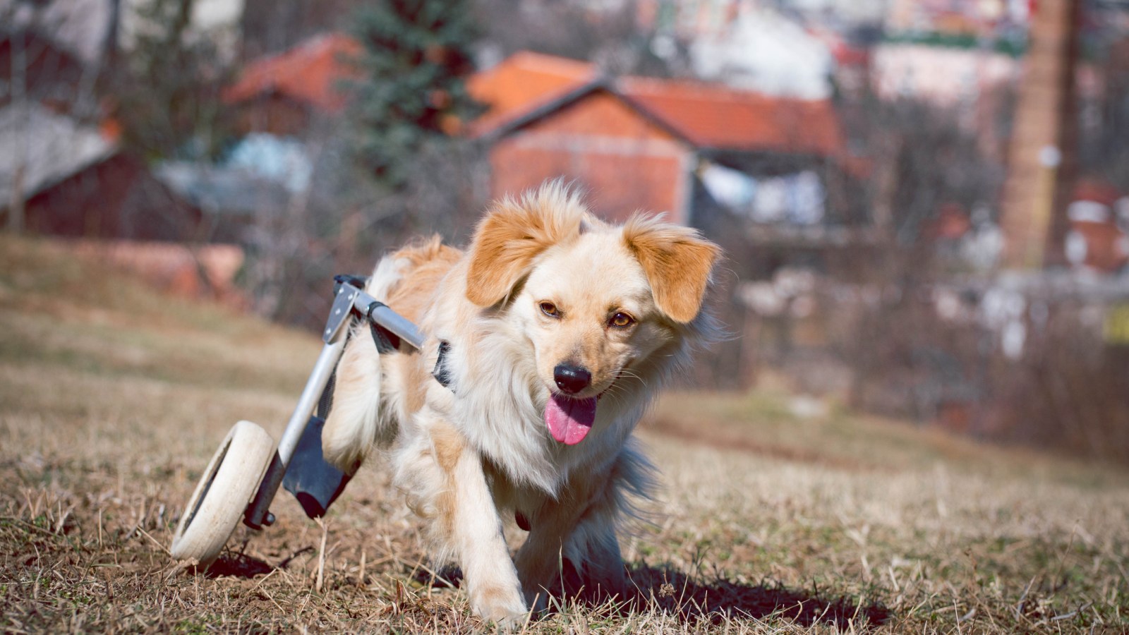 Disabled Dog's Adorable Reaction to Wheelchair Melts Hearts - Newsweek