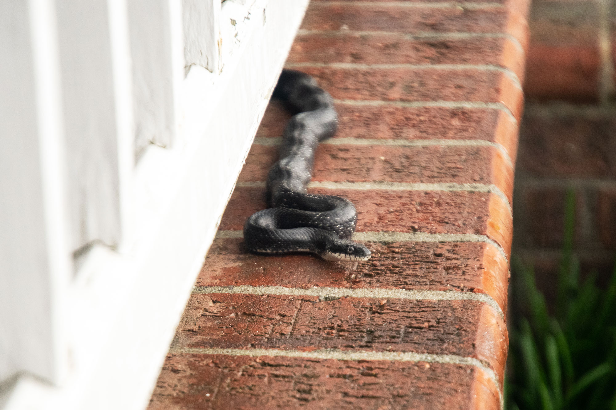 Colorado woman 'terrified' to discover 4-foot snake slither out of  apartment toilet