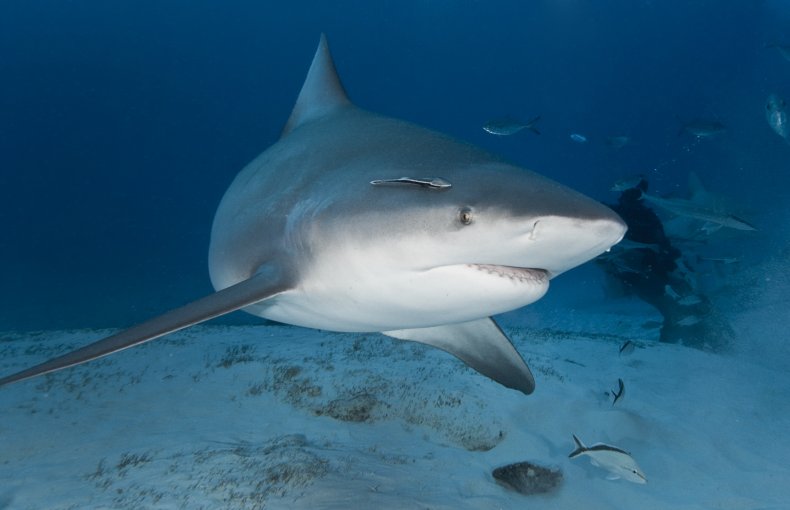 Bullshark underwater