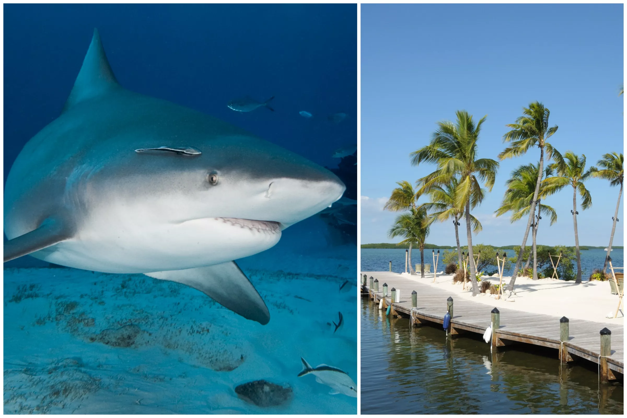 Man Survives Shark Attack in Florida After It 'Smacked Him From Behind' - Vimarsana News
