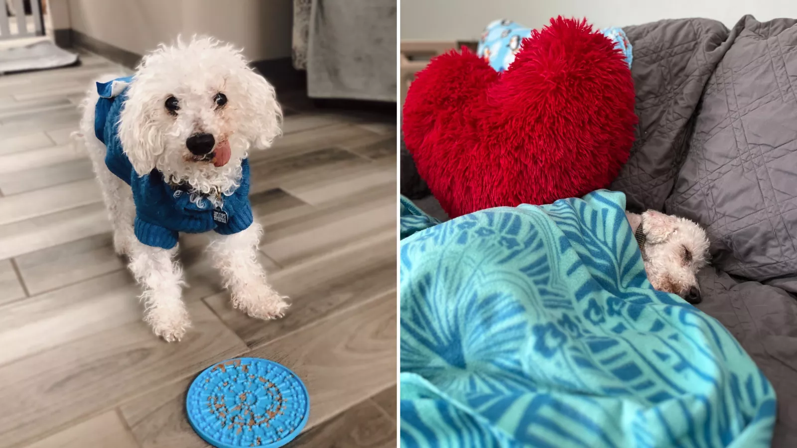 22 years old best sale in dog years