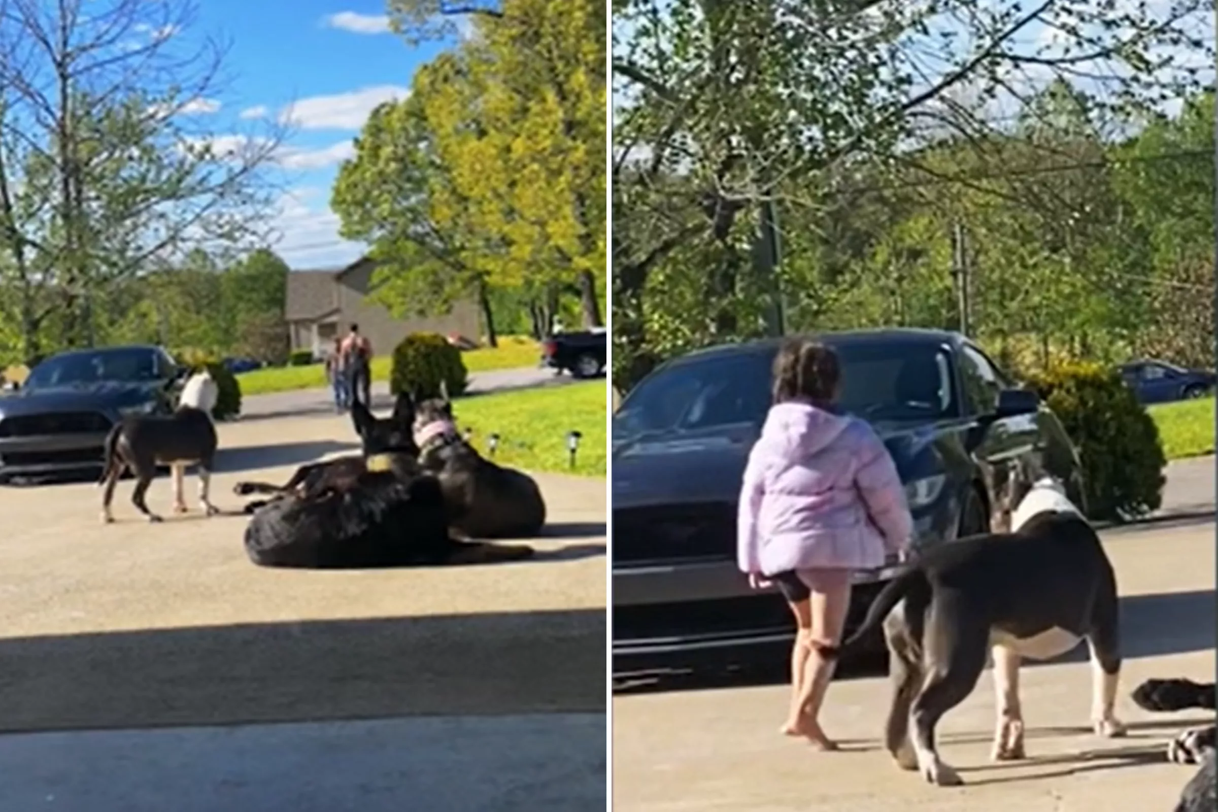 Watch Pack of Dogs Protect Little Girl From Strangers: 'They Trust No One' - Vimarsana News