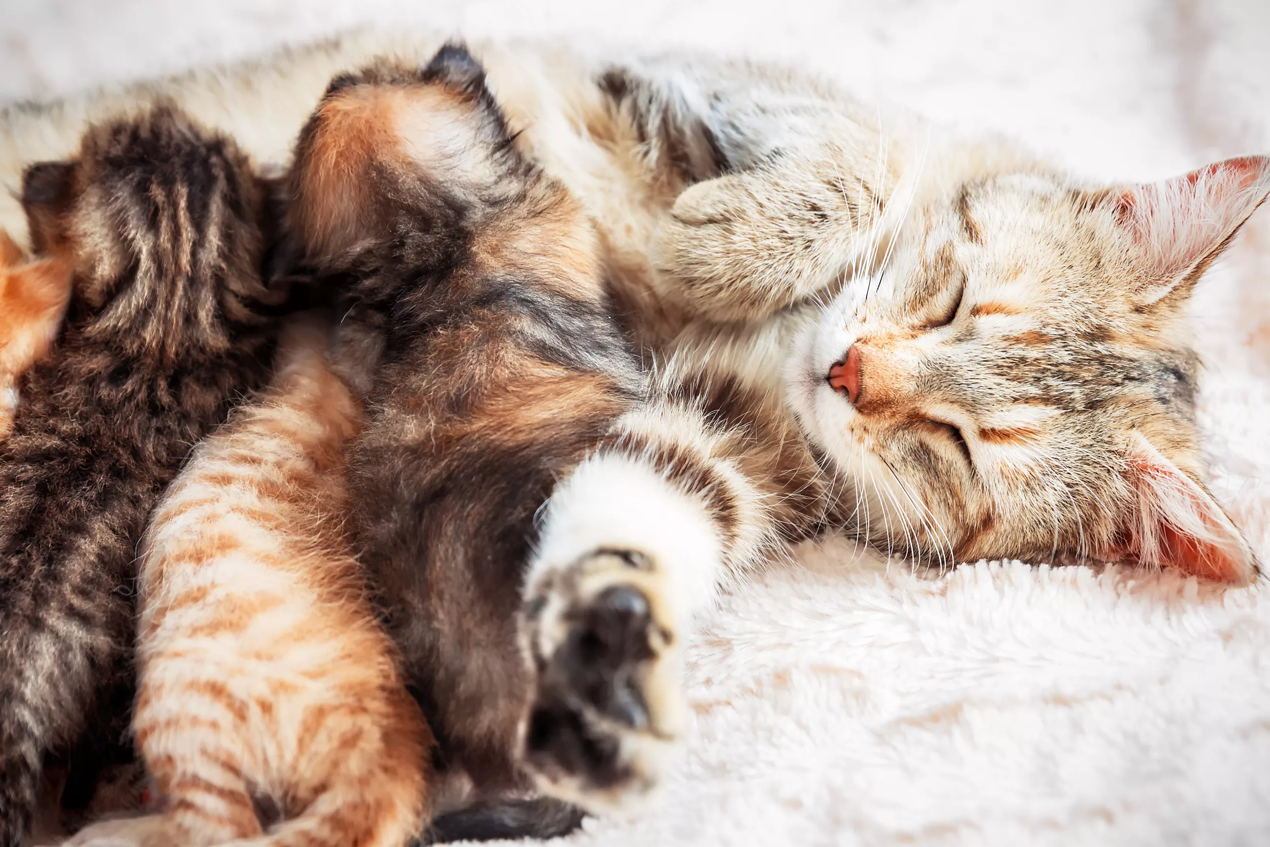 Heartwarming Clip Shows Stray Cat in New Home After Giving Birth to Kittens - Vimarsana News