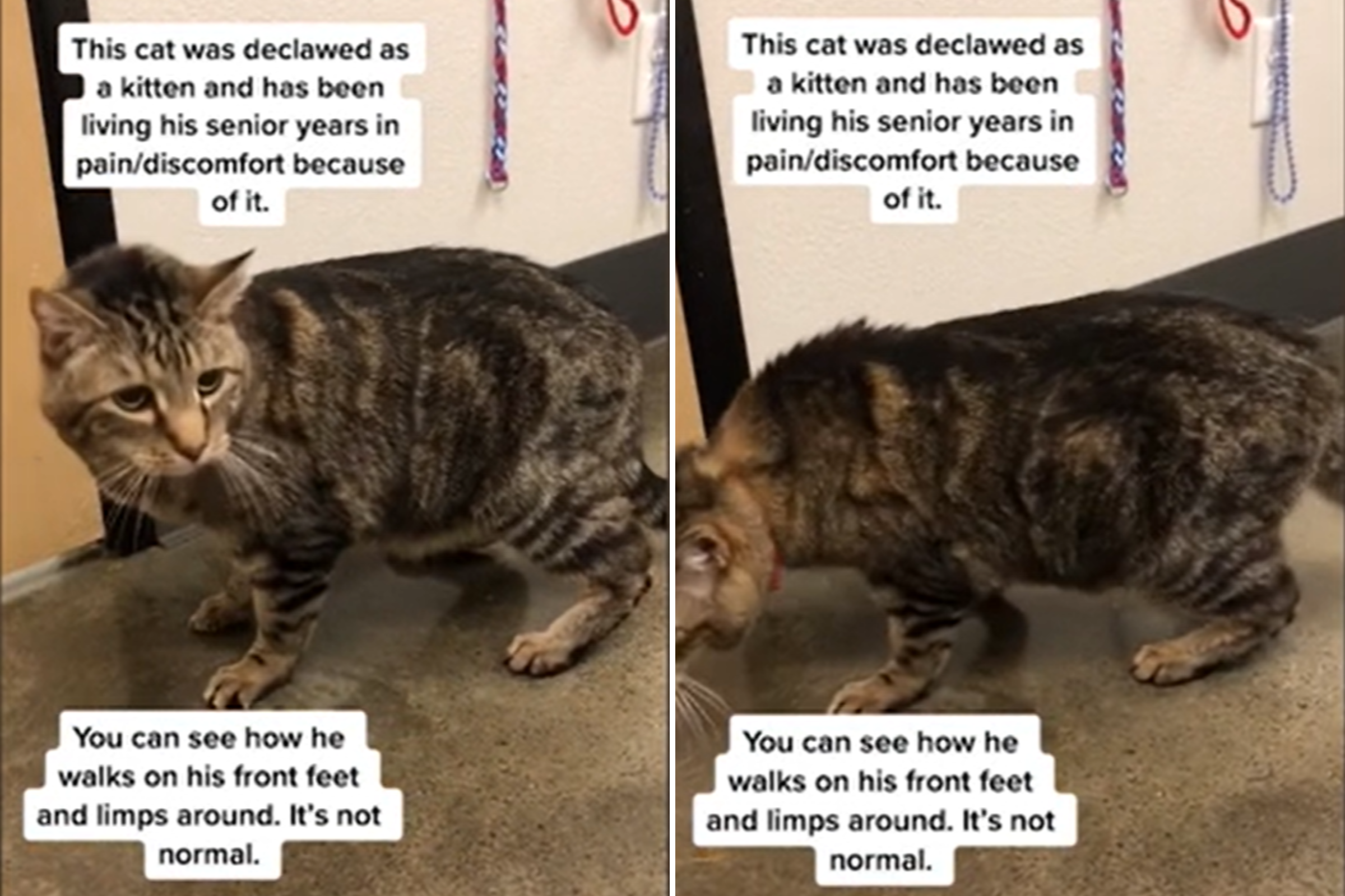 Devastating Way Senior Cat Walks After Being Declawed