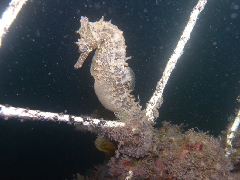 whites seahorse on net