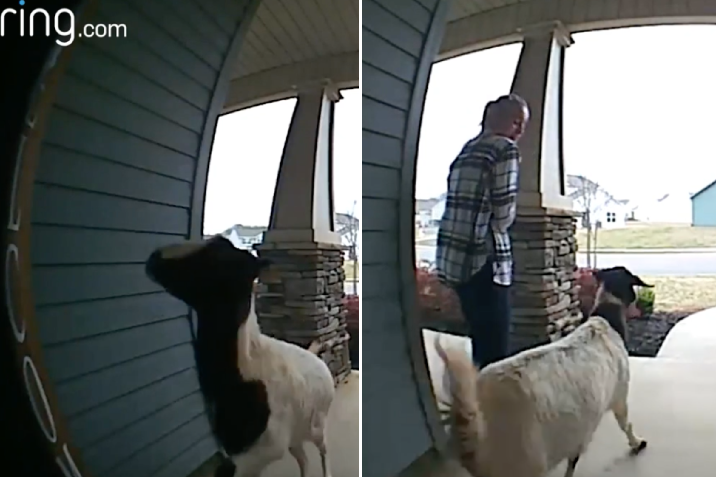 Watch Chaotic Moment a Goat Randomly Breaks Into Family Home Watch Chaotic Moment a Goat Randomly Breaks Into Family Home