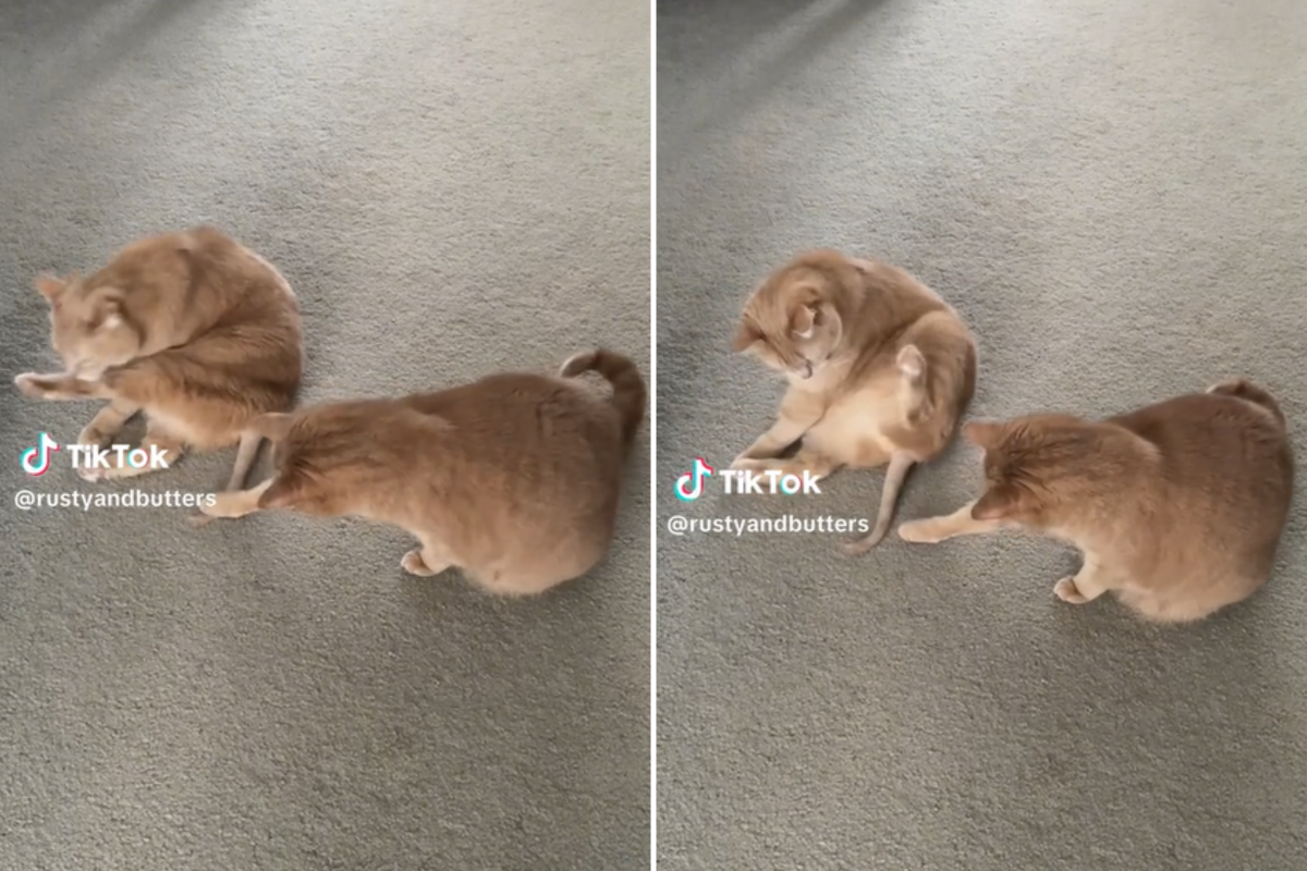 Rust Tail Cat's Reaction to Tail After Surgery Is Priceless: 'The Look of ...