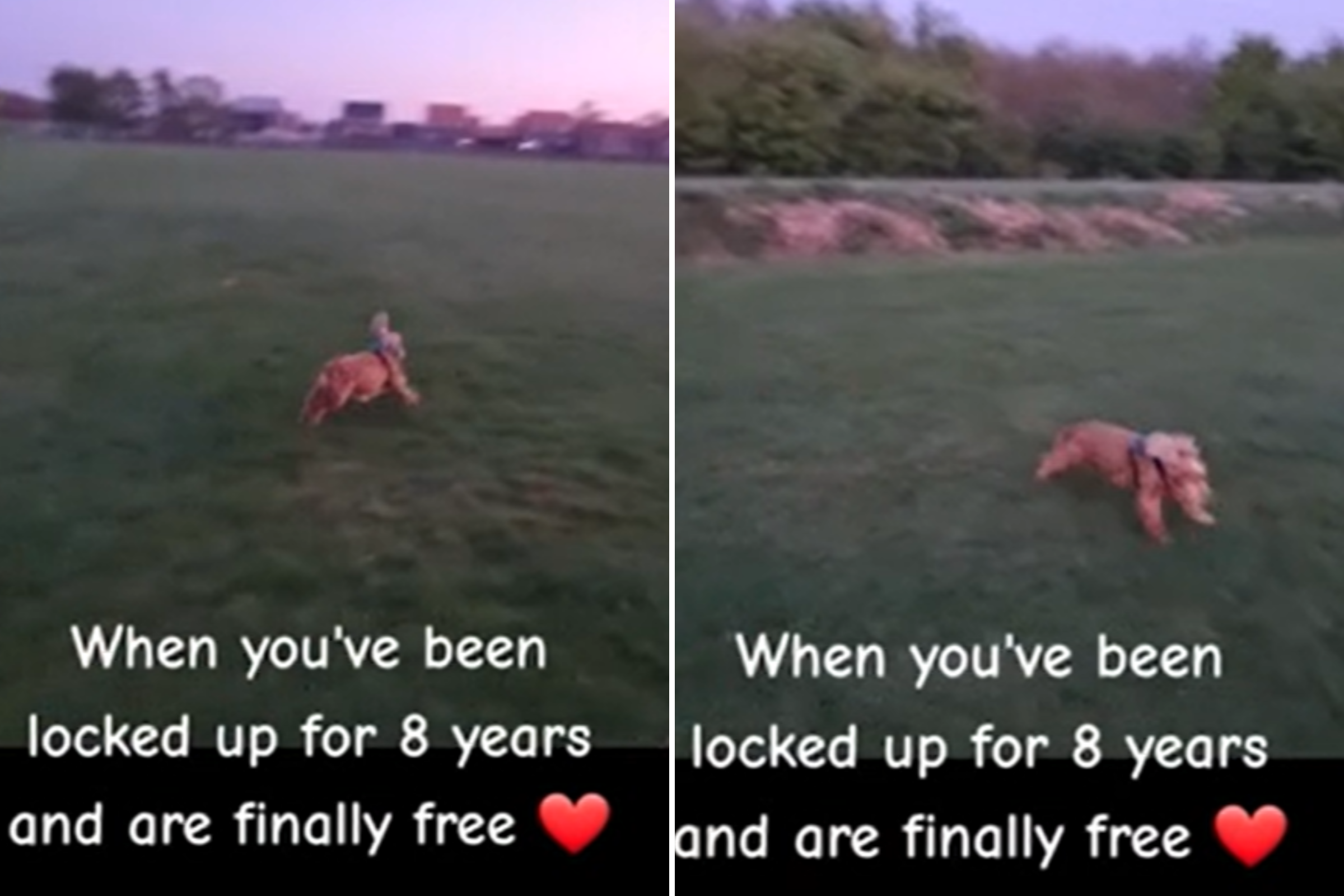 Cocker Spaniel Locked in Breeding Kennel for 8 Years Is Finally Adopted Cocker Spaniel Locked in Breeding Kennel for 8 Years Is Finally Adopted