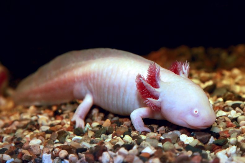 axolotl salamander