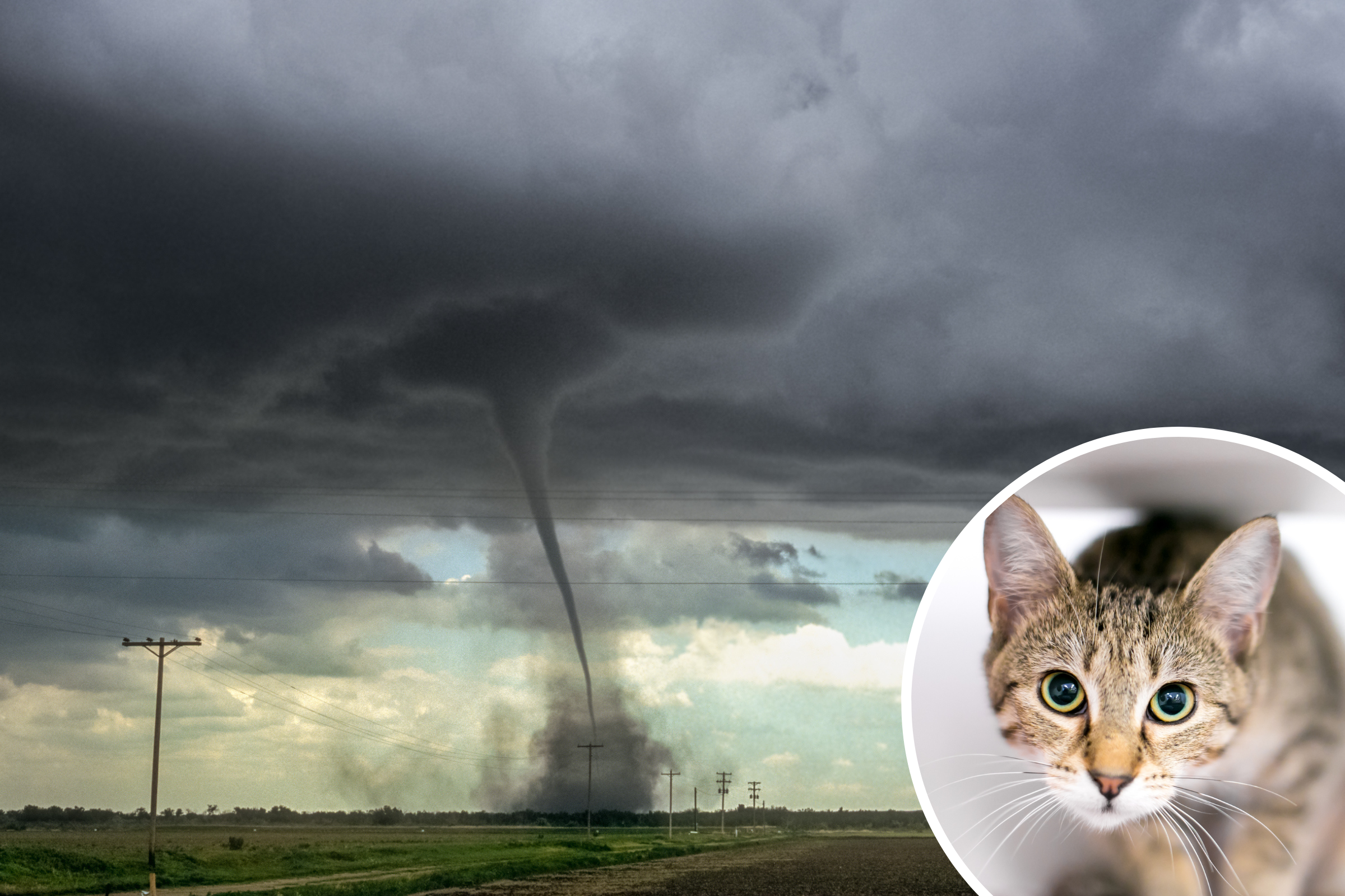 Tornado Safety for Pets