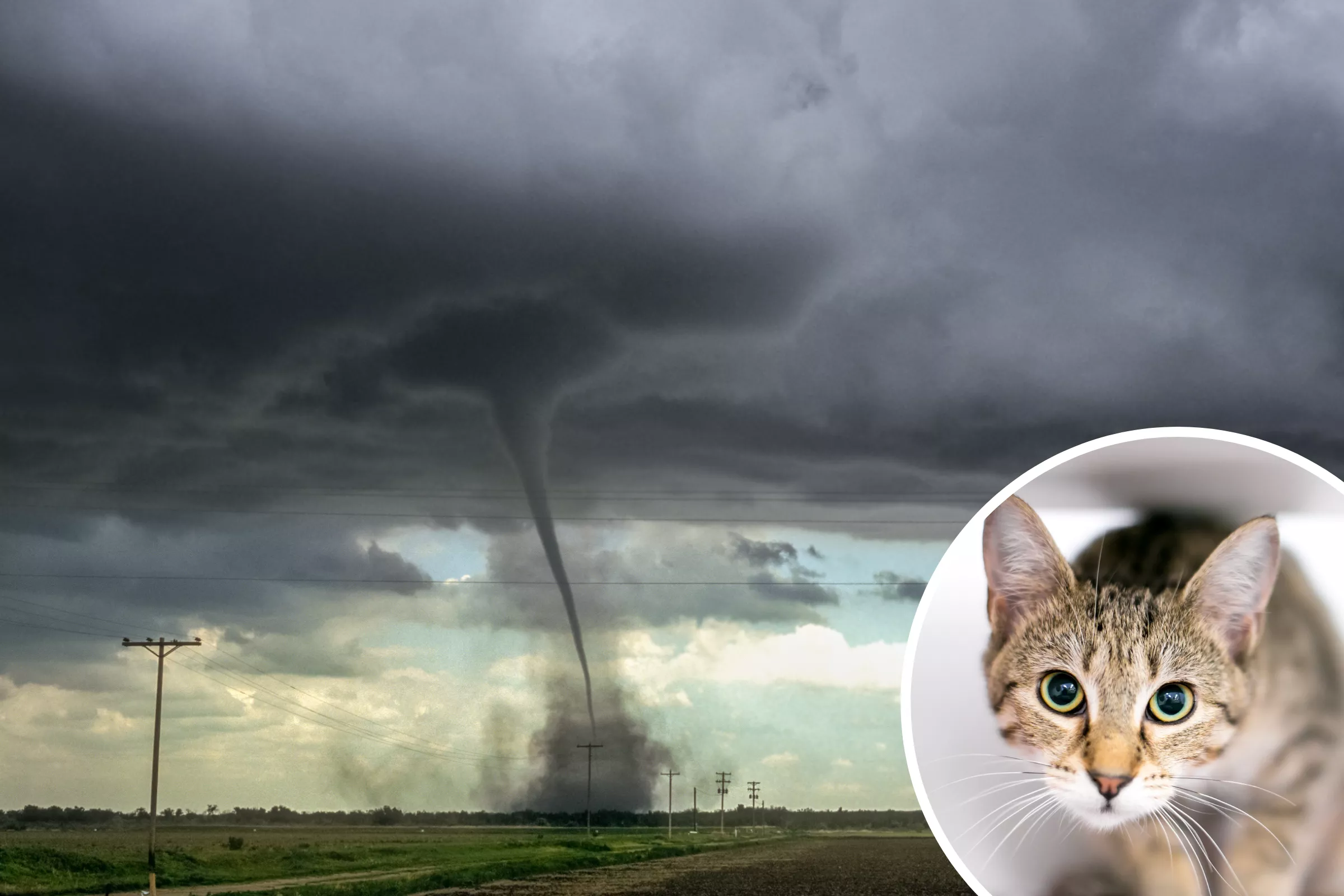 Dad and Daughter Praised for Rescuing Stray Cat During Tornado: 'Kidnapped' - Vimarsana News