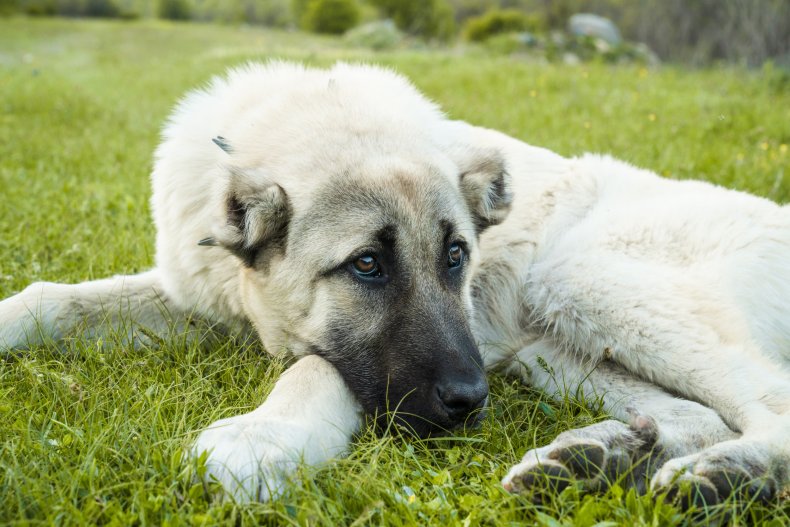 woman given wrong dog likes it more