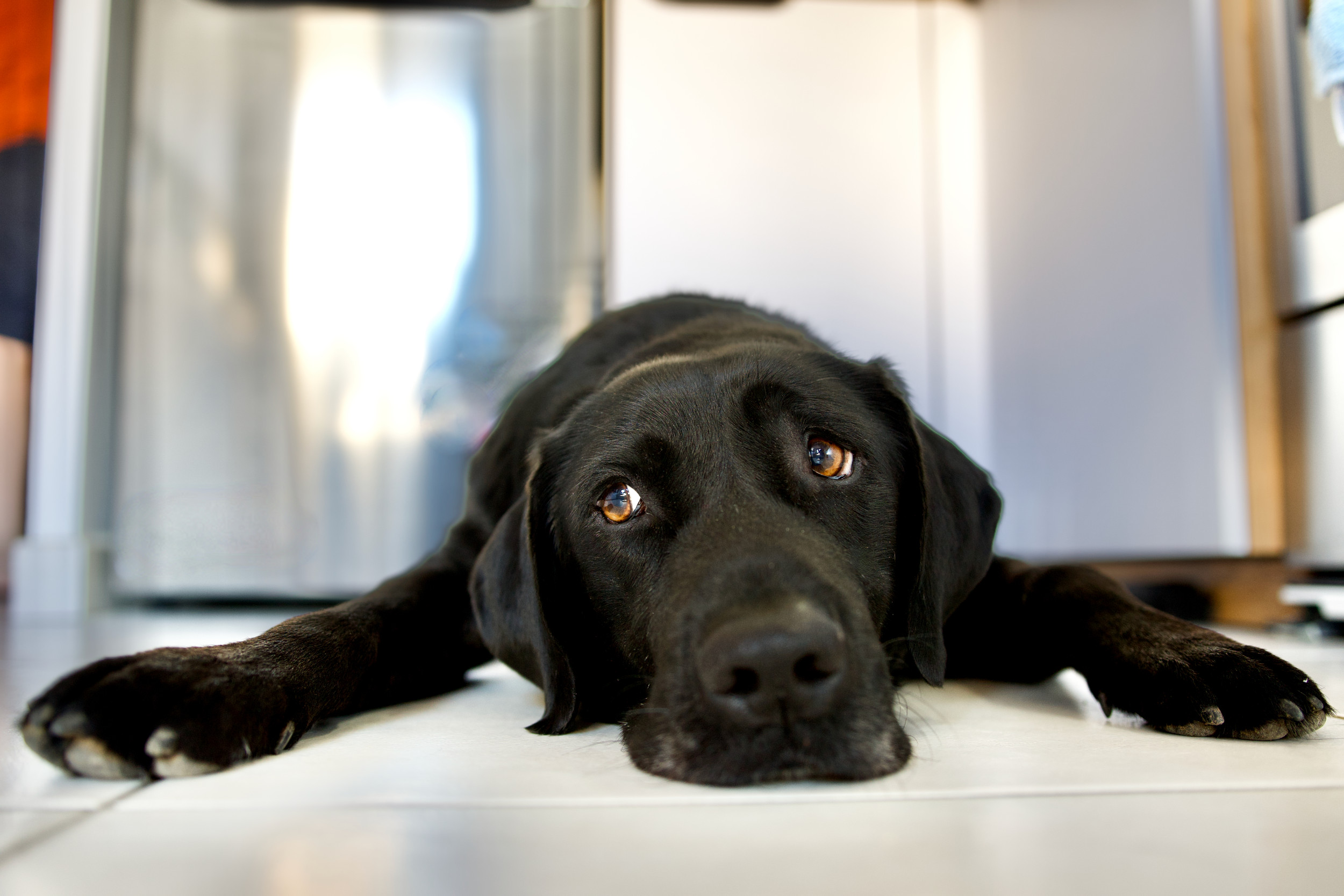 The "Telltale Signs" Your Dog Isn't Healthy, According to a