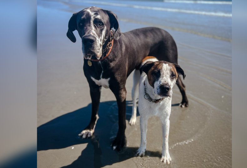 Dog Story