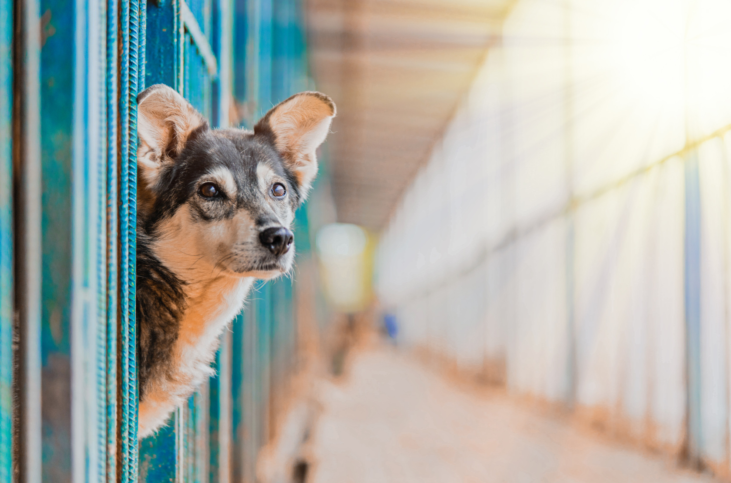 Rescued dog is happy, thriving and learning, Local News